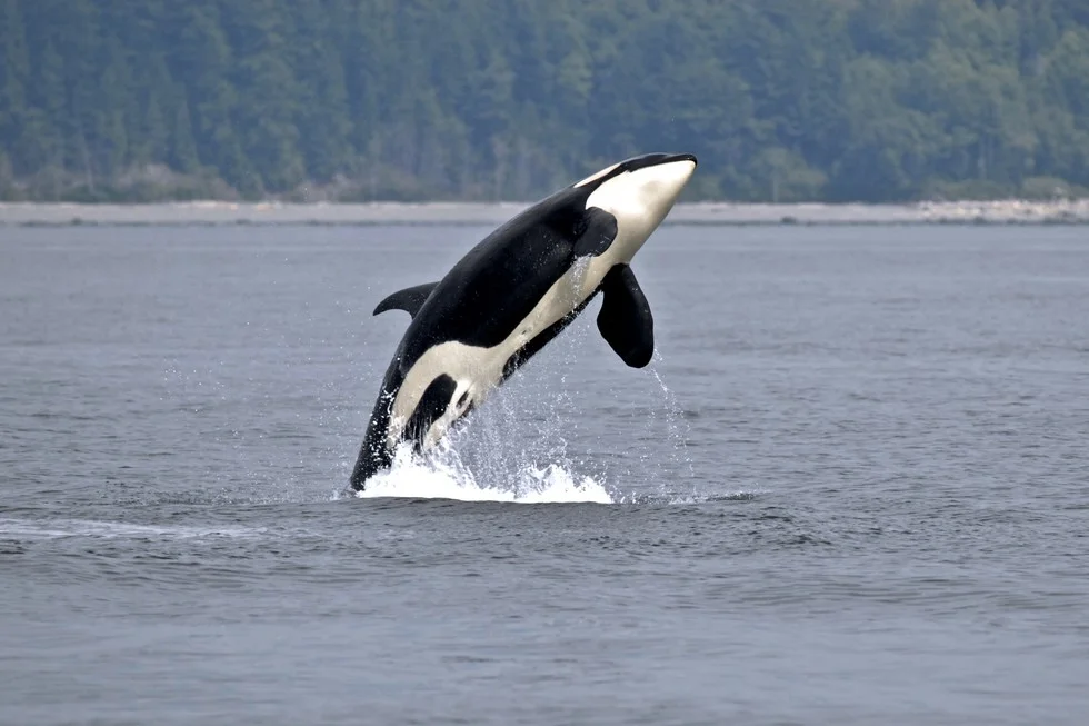 SeaWorld San Diego to end Orca shows? not quite.