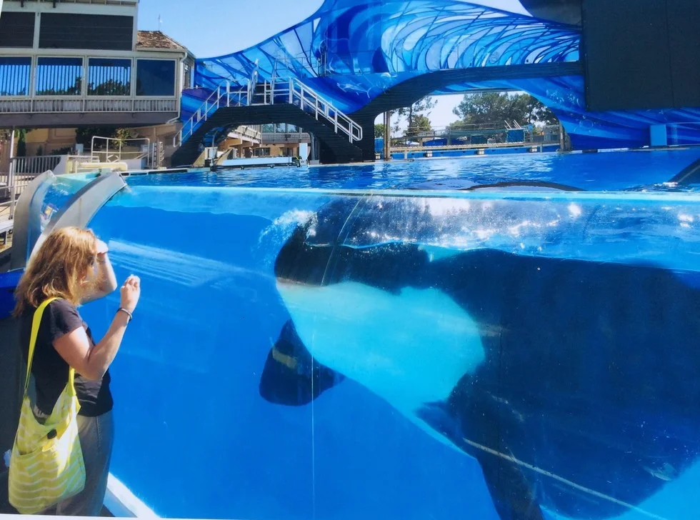 SeaWorld to stop breeding killer whales