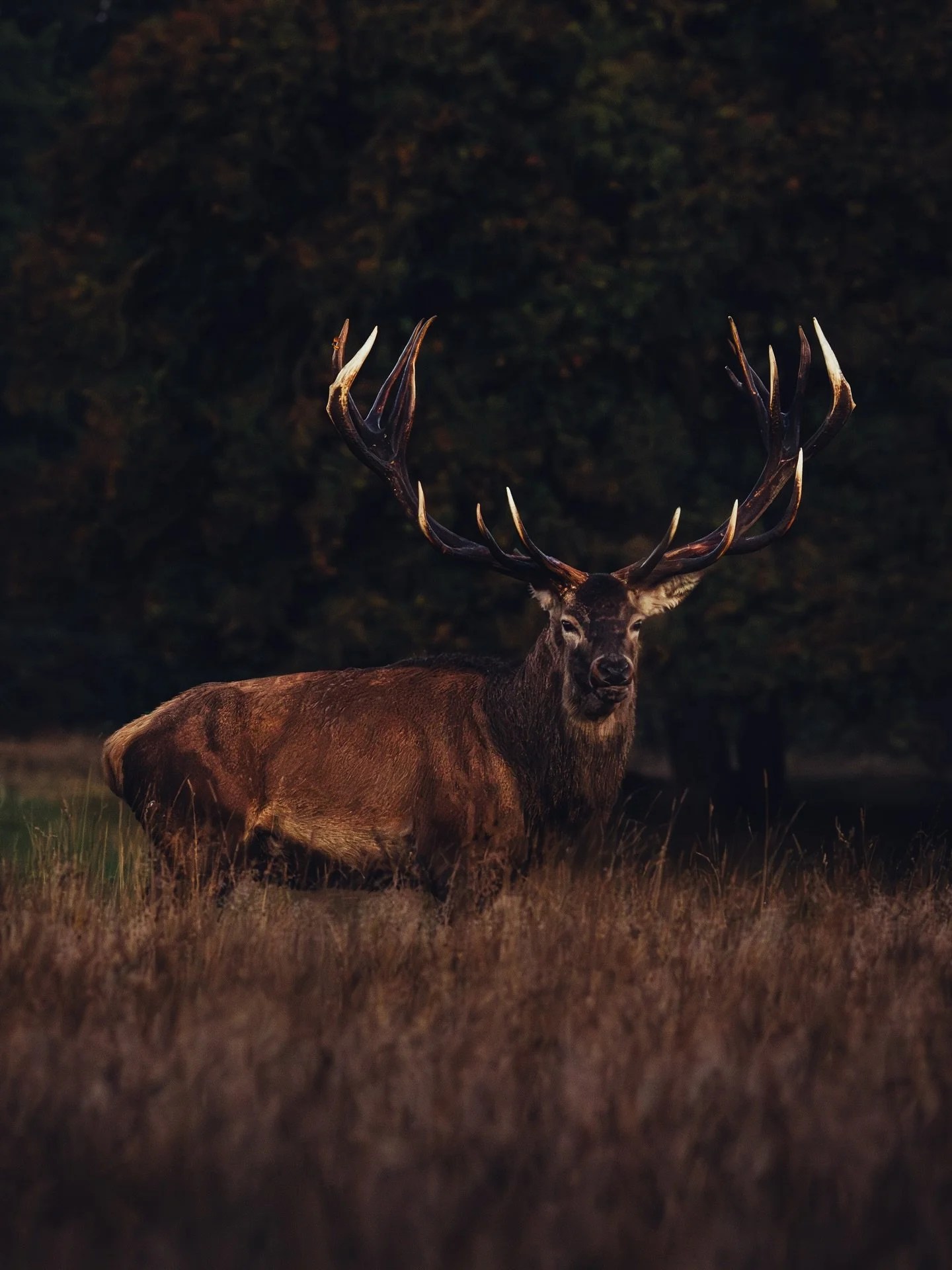 King of the forest 👑🦌
&bull;
&bull;
&bull;
&bull;
&bull;
#red #deer #reddeer #rut #rutting #season #nature #natur #dansknatur #wildlife #wildlifephotography #wildlifephotographer #udinaturen #danskefotografer #wild #elk #hunt #hunting #huntingseaso