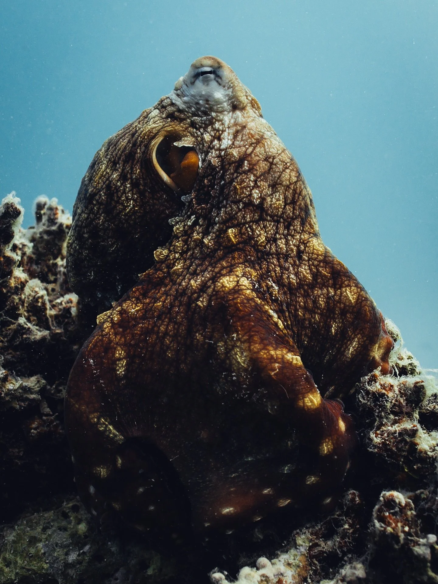 I often get asked what my favourite marine animal is. And while it sounds cooler to say manta rays, tiger sharks, or eagle rays, there are few animals that bring me as much joy as the octopus.
First off, it might be the best camouflager on the planet