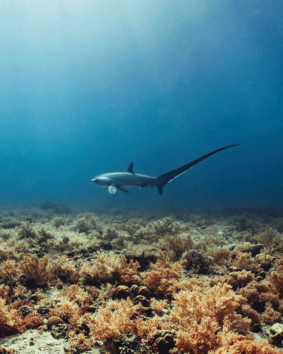 No DSD. No training dives. No freediving.⁠
OW divers under 50 dives need proper supervision.⁠
Mandatory buoyancy workshops.⁠
And a small environmental fee that actually goes back to the site.⁠
Less chaos. Fewer people who aren&rsquo;t ready for the d