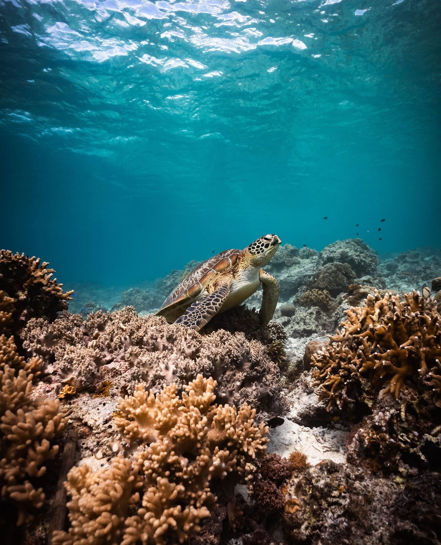 Tucked into the reef, resting in the soft movement of the surge. Eyes half closed. Front flippers folded like she had nowhere else to be.⁠
&bull;⁠
&bull;⁠
&bull;⁠
&bull;⁠
#scubadiving #turtle #seaturtle #ocean #nature