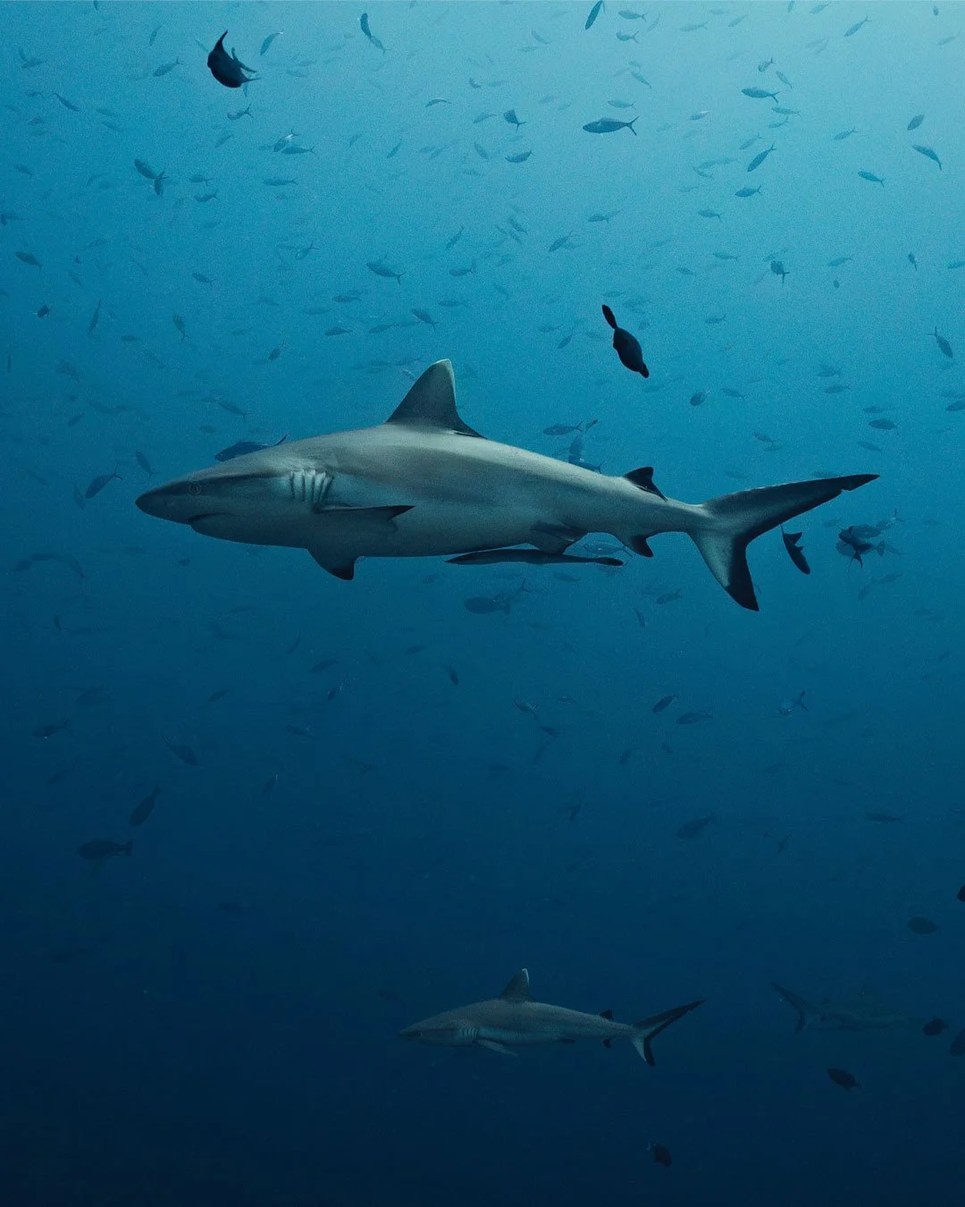 How many sharks can you count in this single frame?? (Photo 2-4) 🦈⁠
&bull;⁠
&bull;⁠
&bull;⁠
&bull;⁠
#shark #sharks #reefsharks #scubadiving #adventure