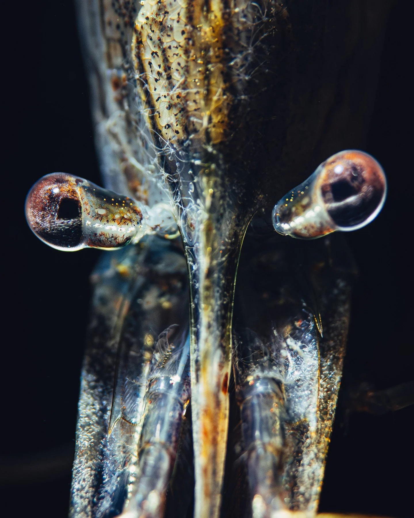 I know I mostly post images from tropical locations.⁠
But I do bring my camera underwater here in Denmark and around the Nordics as well. And honestly, this is probably one of my favourite photos from 2025. Not just from cold water. From all of them.