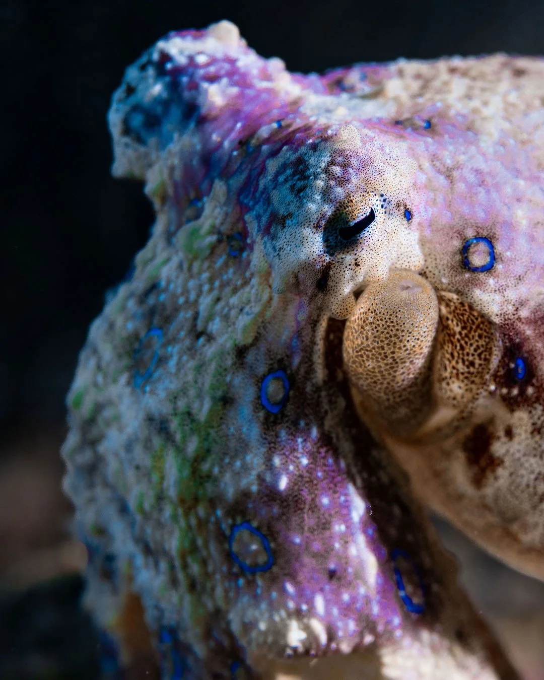 It was just sitting there on the sand. Tiny. Moving slowly, like it didn&rsquo;t have a care in the world. I remember thinking how small it actually was. Way smaller than I&rsquo;d imagined.⁠
And then the rings lit up and I shot as many shots as I co