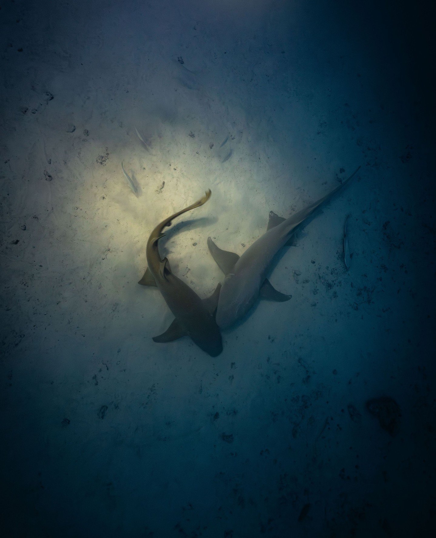 Two shadows crossing paths beneath the surface.⁠
A moment that lasted seconds, but somehow still feels frozen in time in my mind.⁠
.⁠
.⁠
.⁠
#shark #nurseshark #underwater #underwaterphotography #ocean