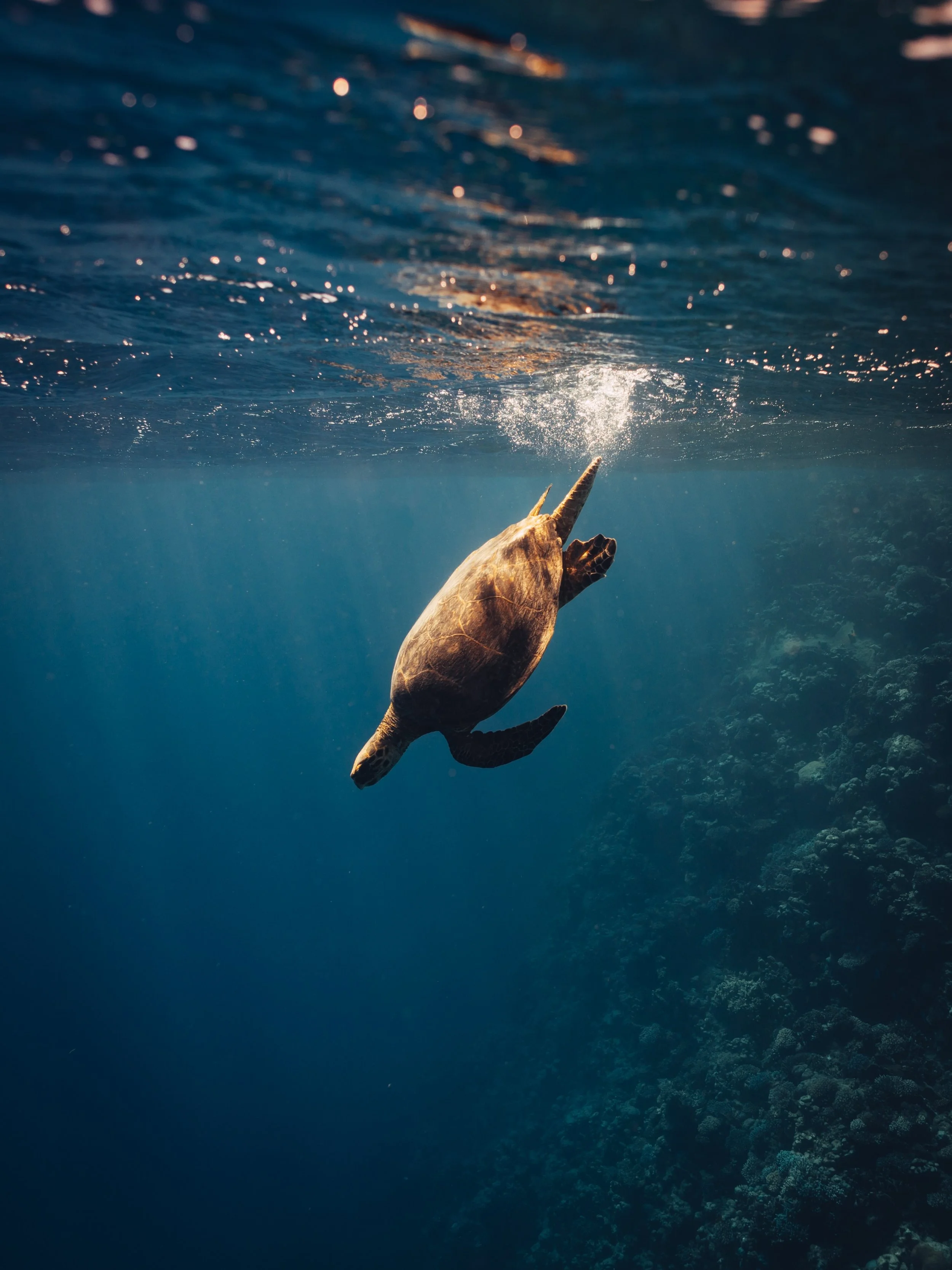 Happy World Ocean Day 🦈🦀🐚🐡🐢

The ocean has given me more than I could ever put into words. Adventure, perspective, friendships, and countless moments of wonder.

Today is a reminder that what we love, we must protect. Here&rsquo;s to healthy oce