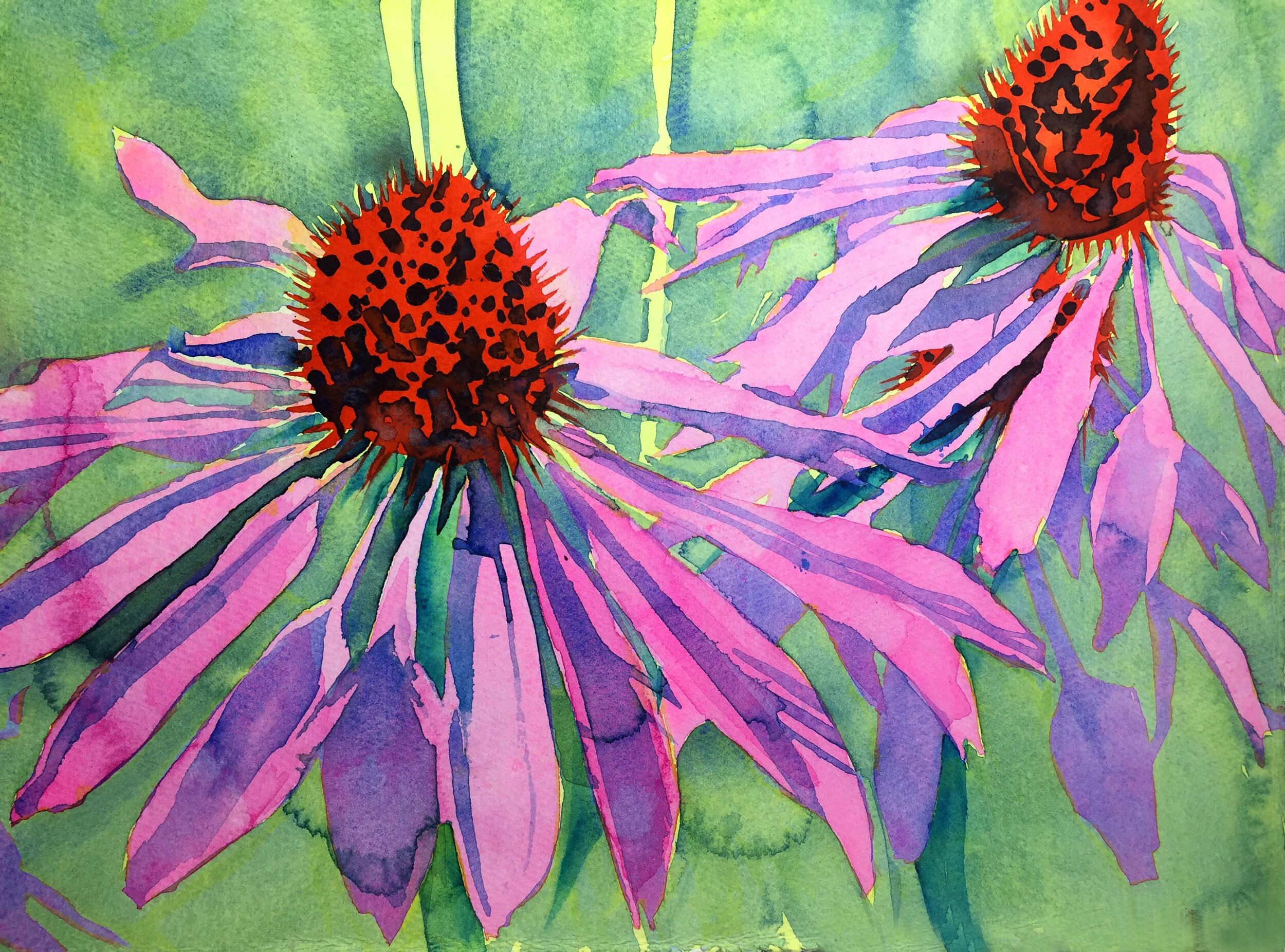 Echinacea