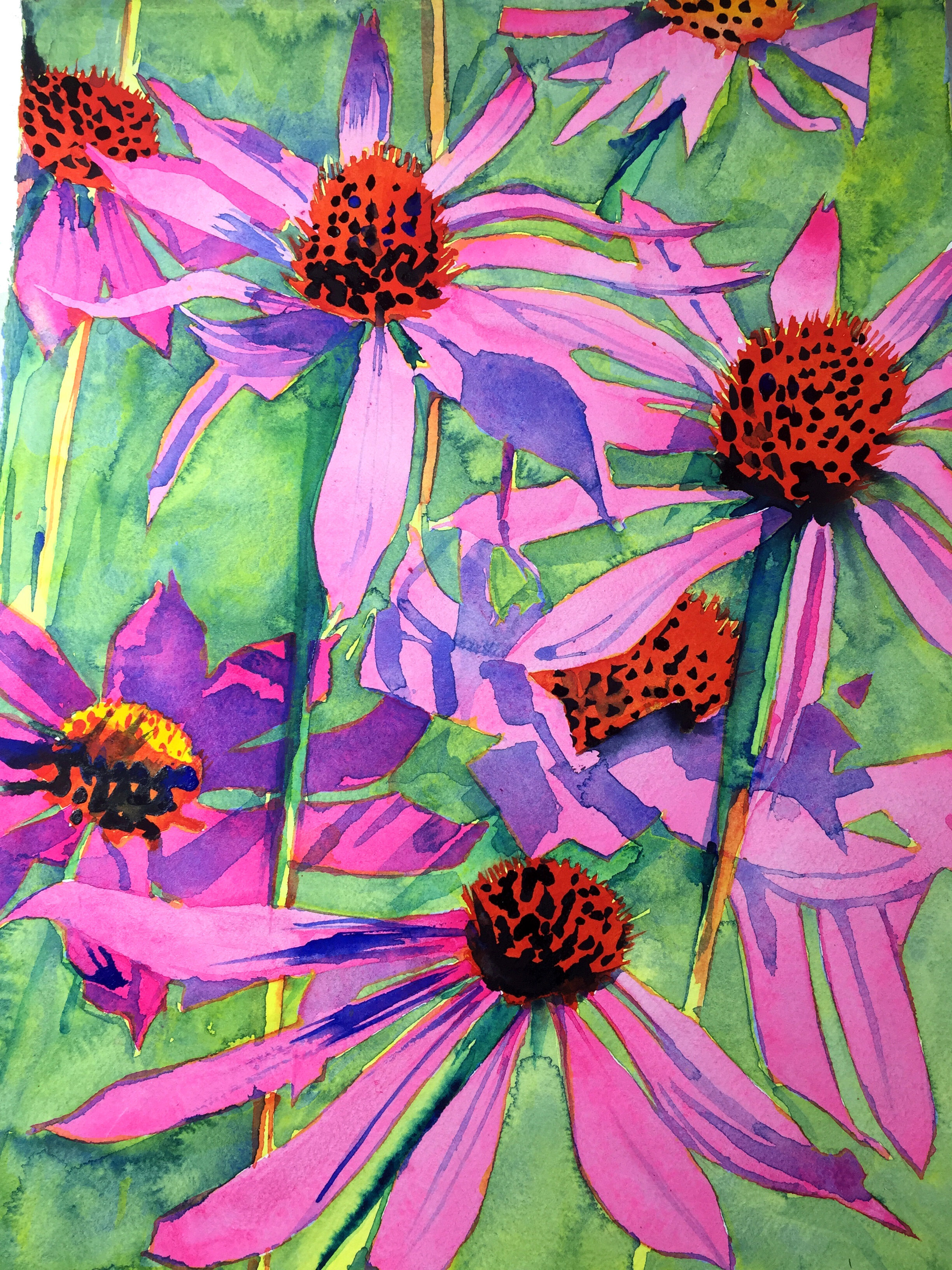 Echinacea