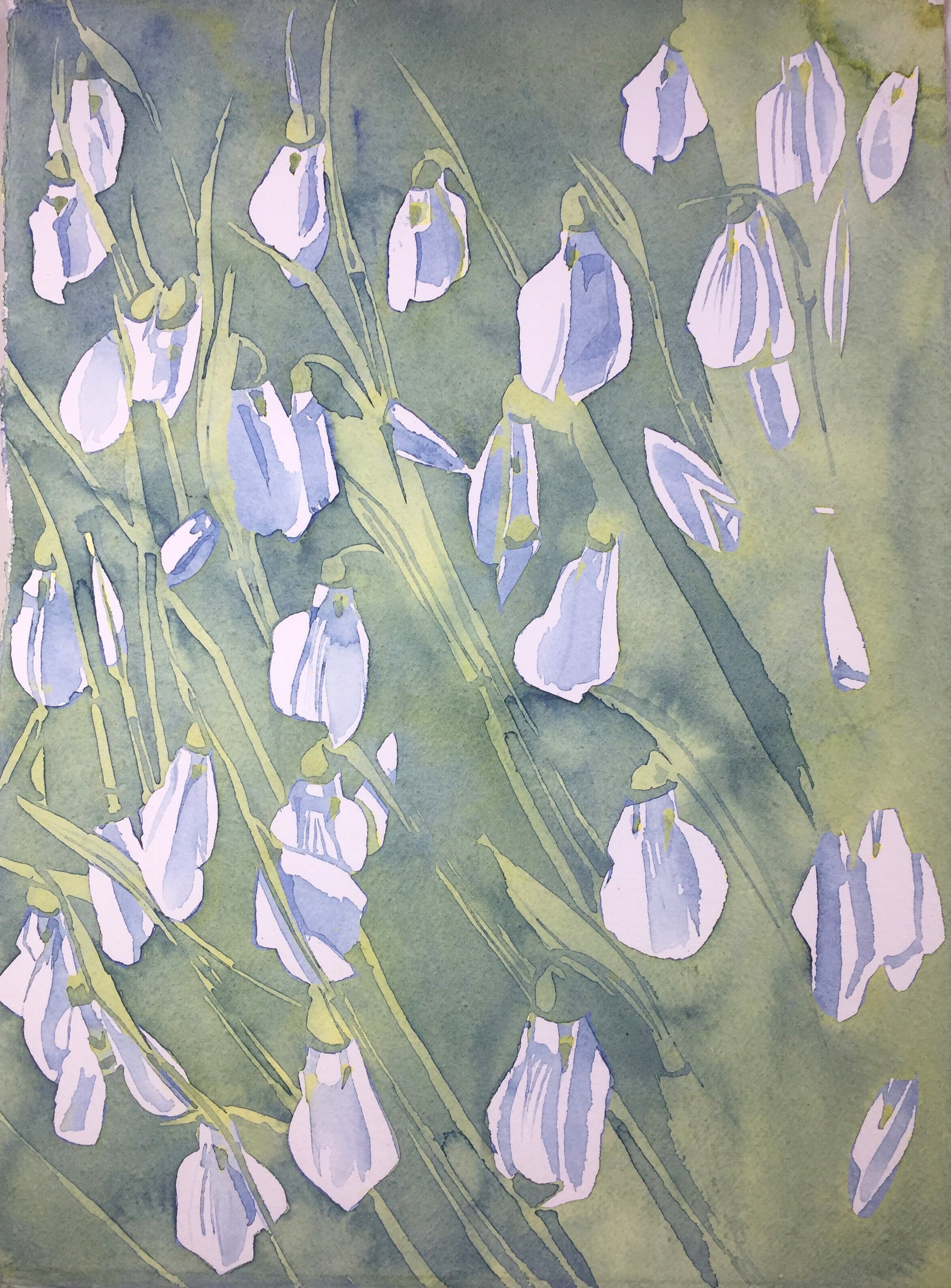 Snowdrops