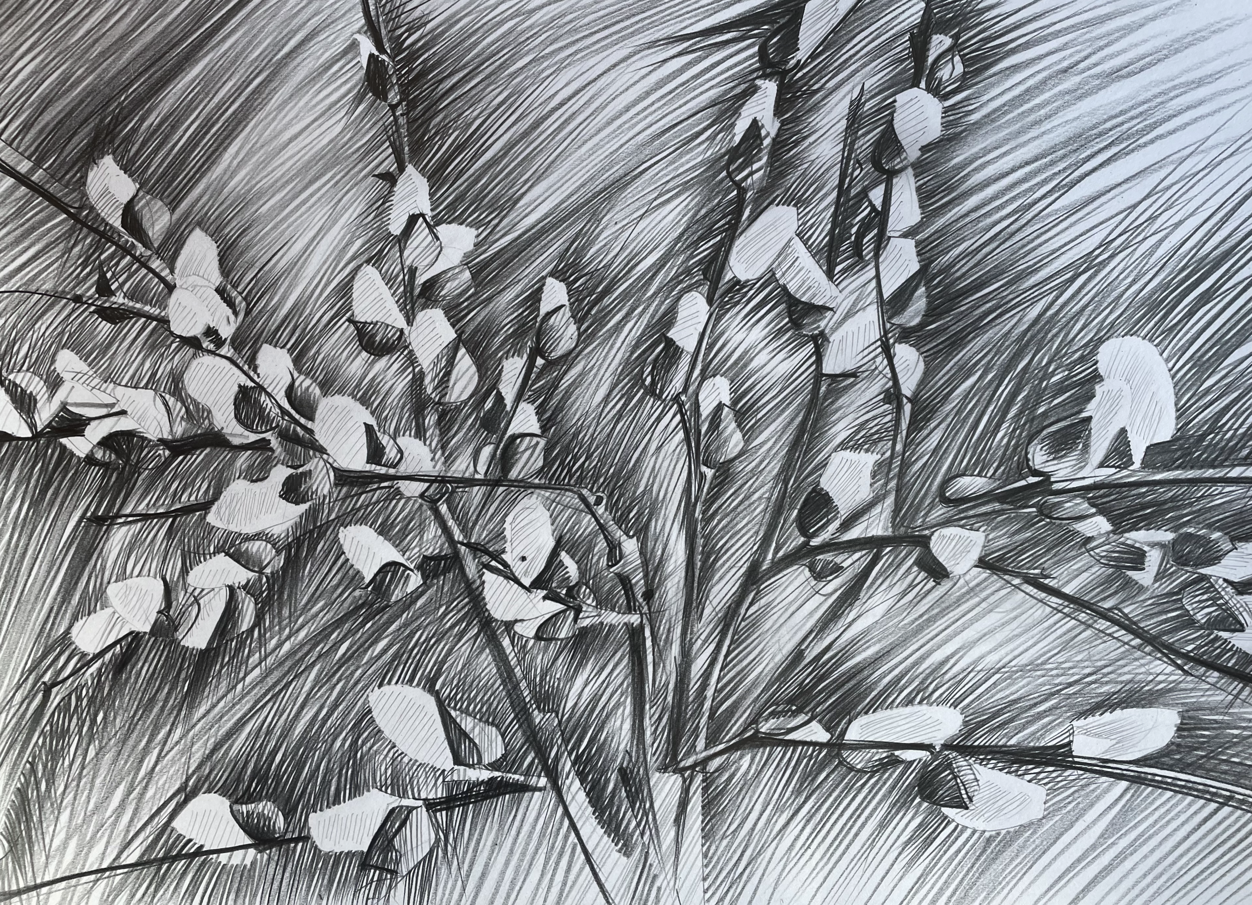 Drawing From Nature: A Two Day Course