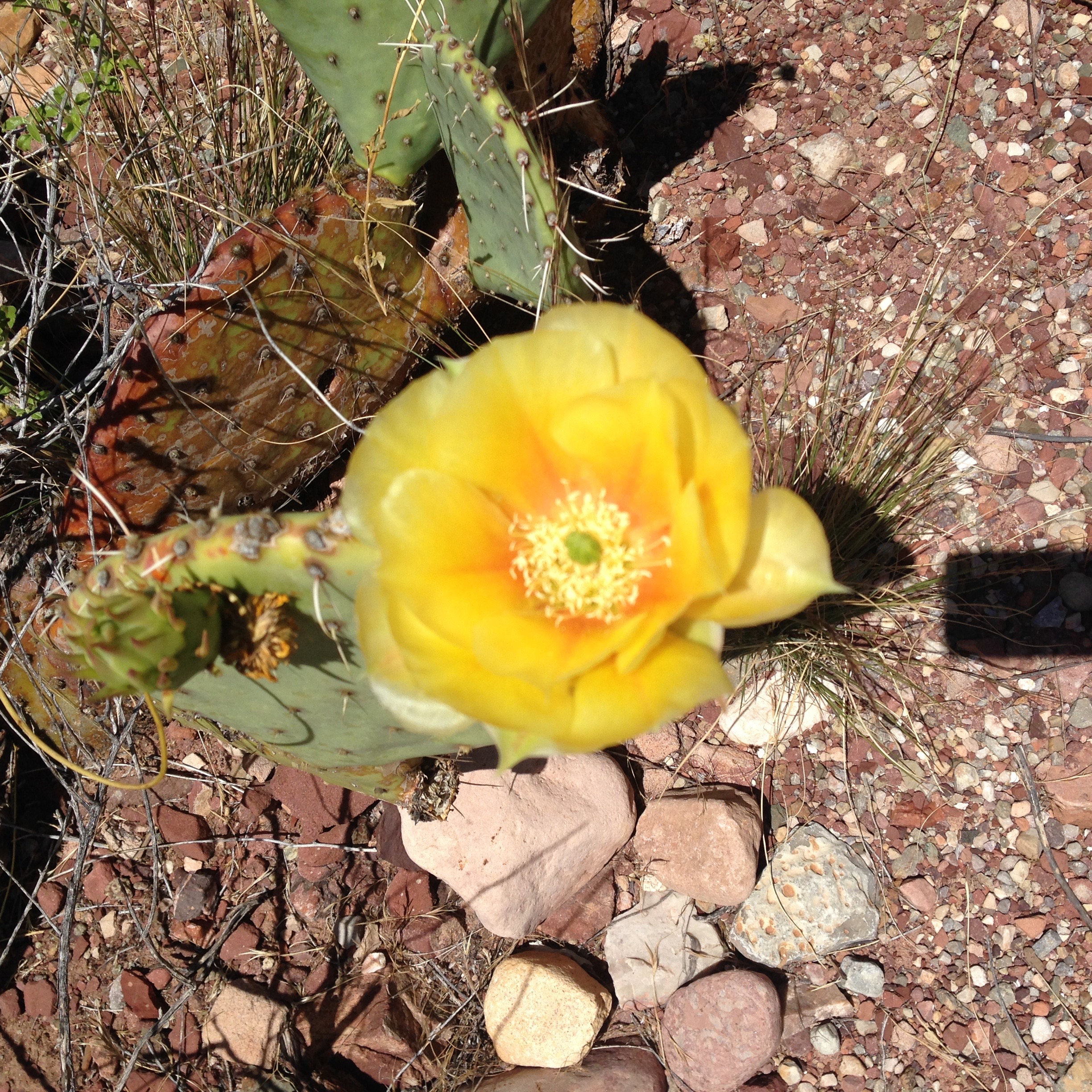 Bright golden and pink flowers littered the North Rim Trail