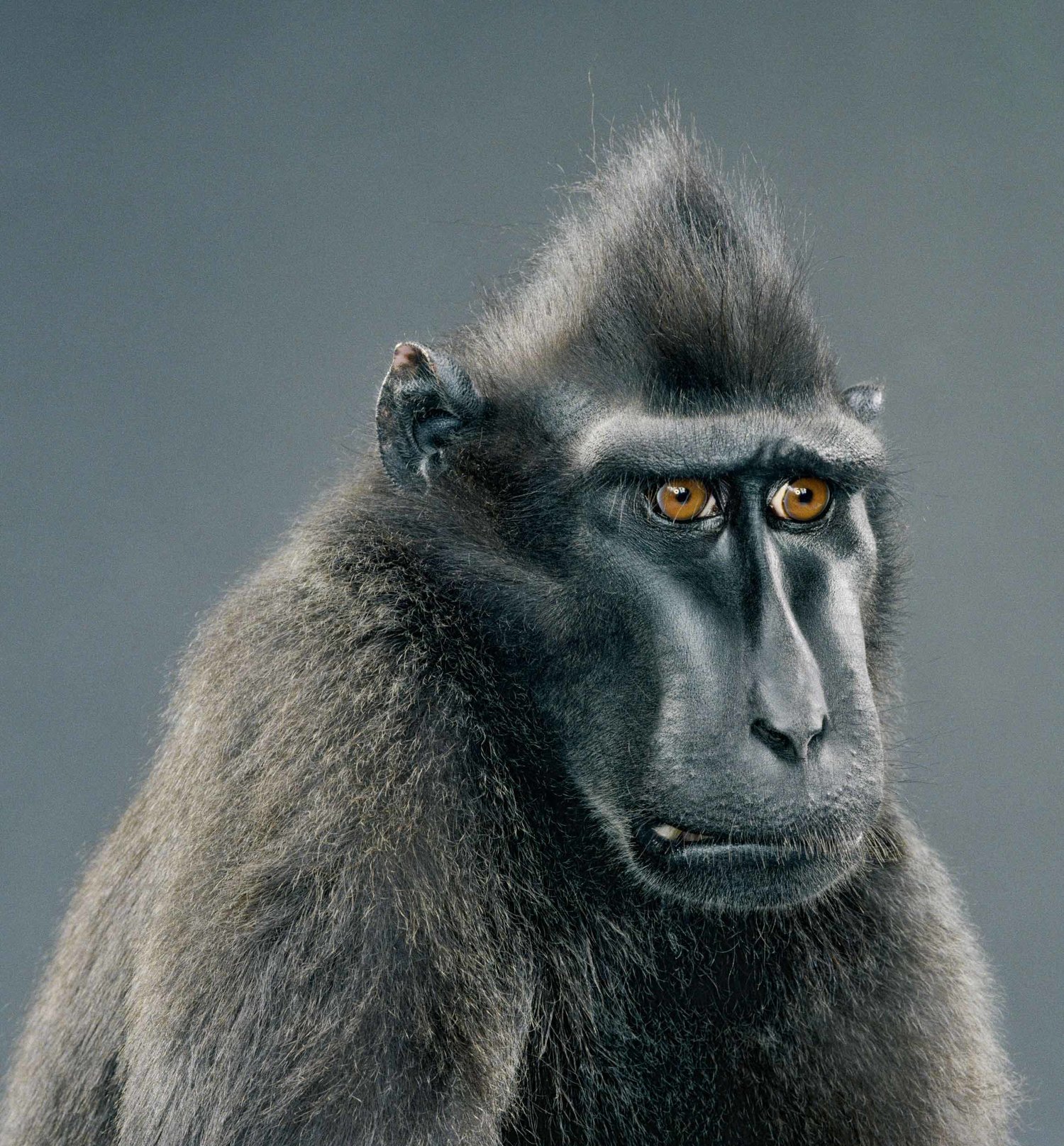 Monkey Portraits — Jill Greenberg Studio