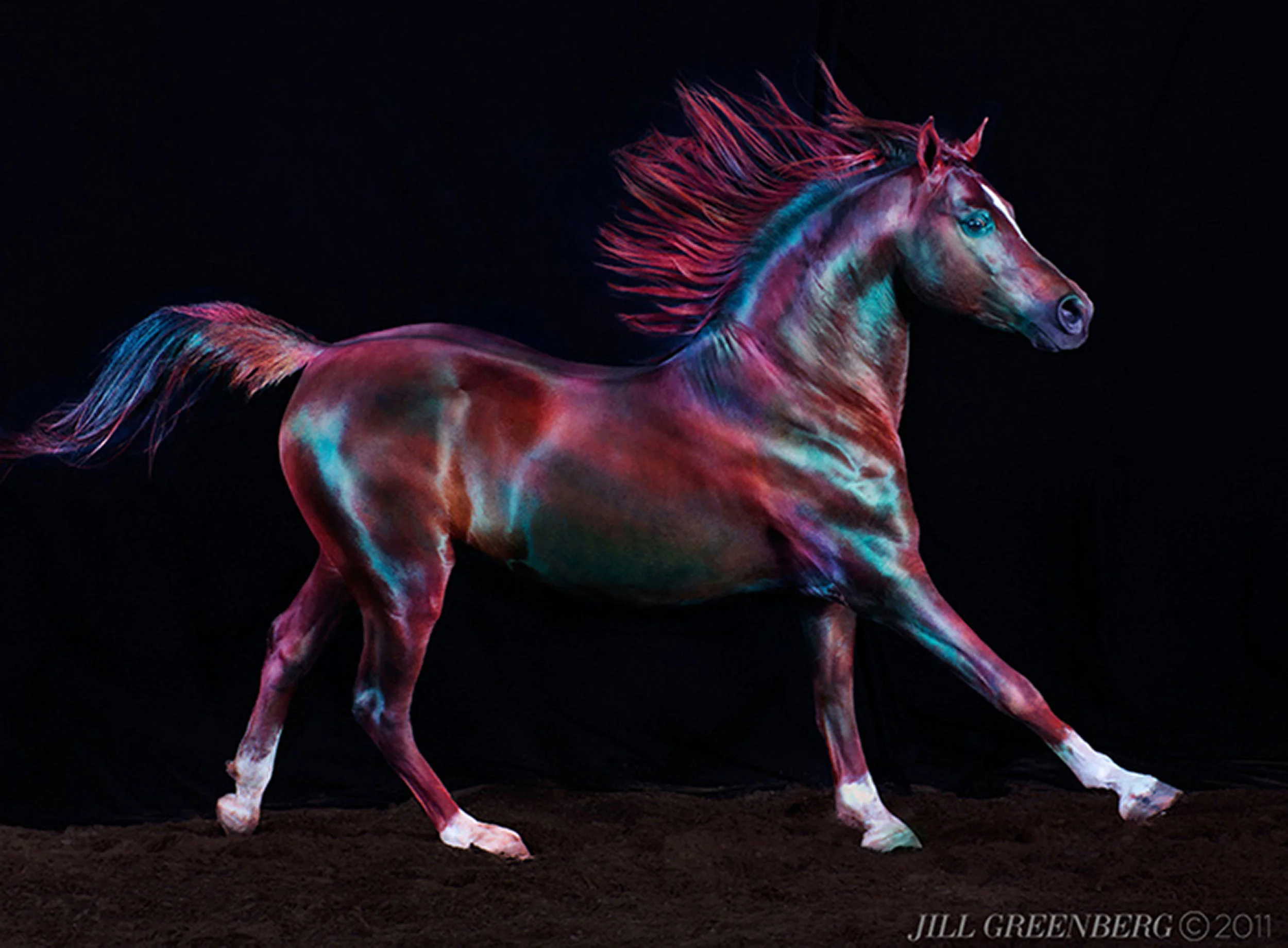 洋書 Horses by Jill Greenberg Horse — Jill Greenberg Studio