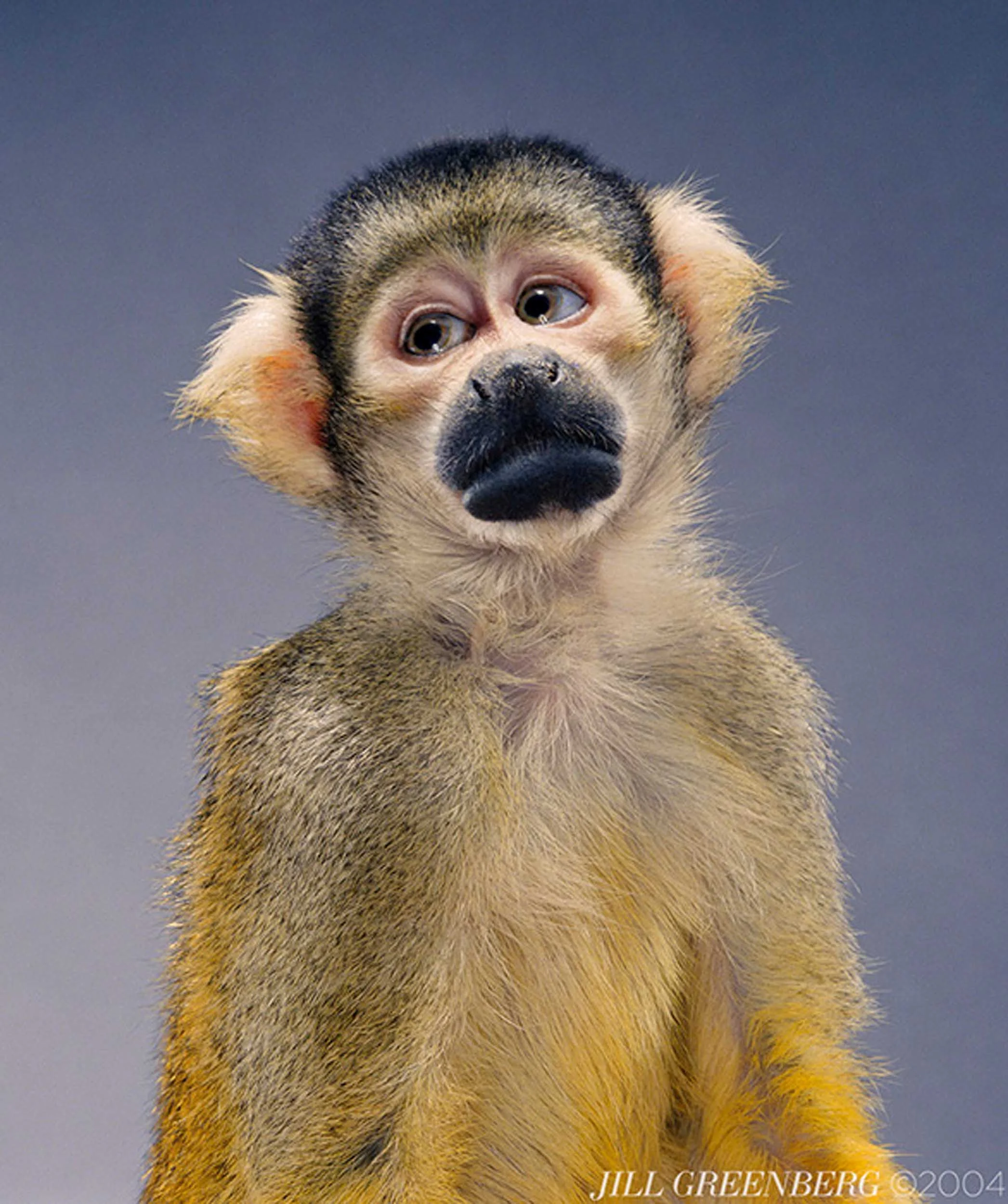 Monkey Portraits Jill Greenberg Studio jill greenberg