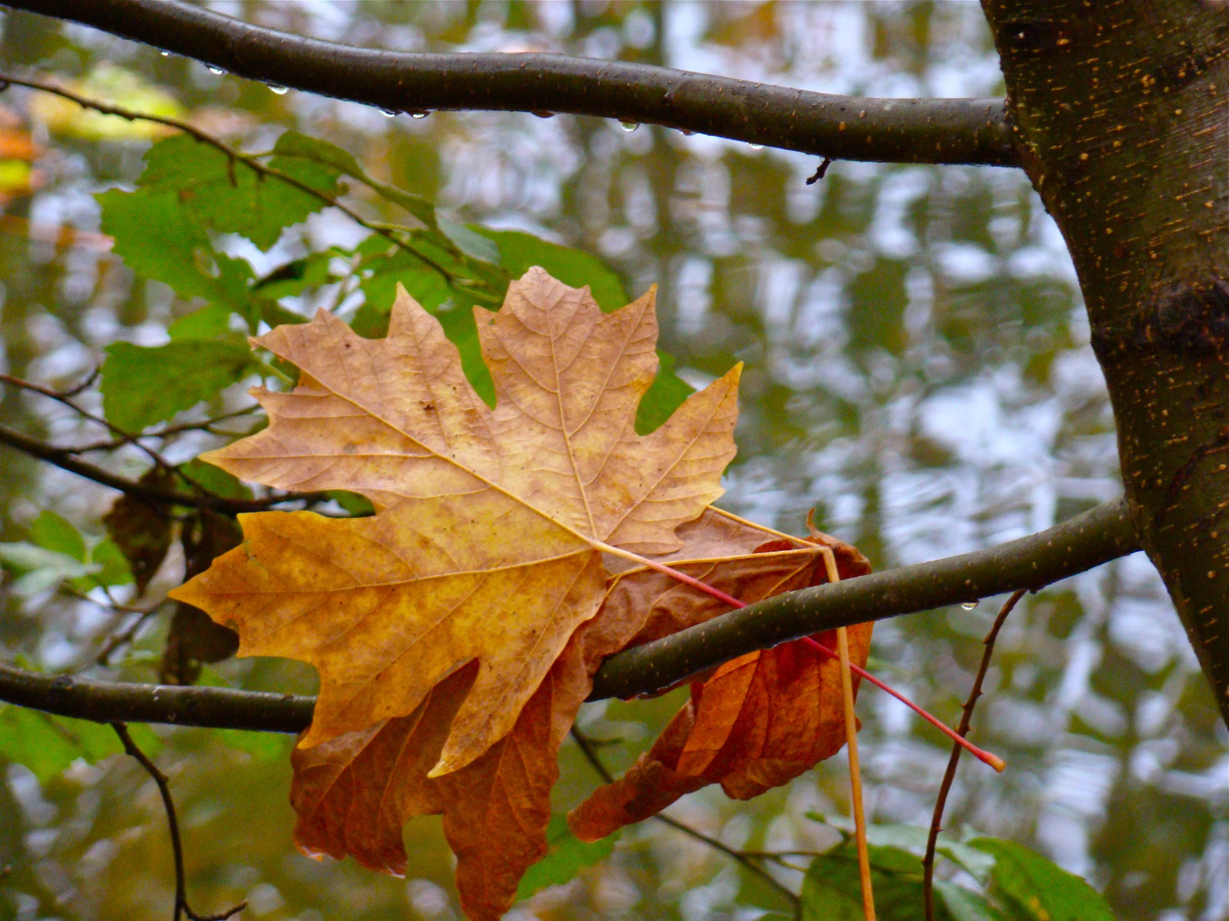 fall pictures 073.jpg