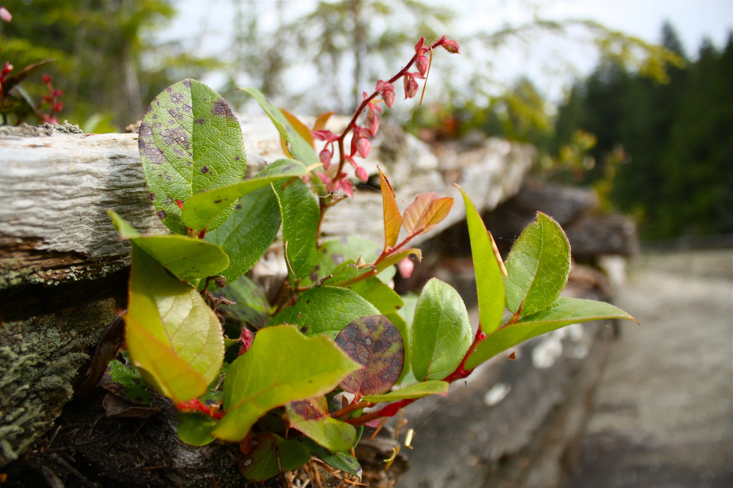 April-Salal.JPG