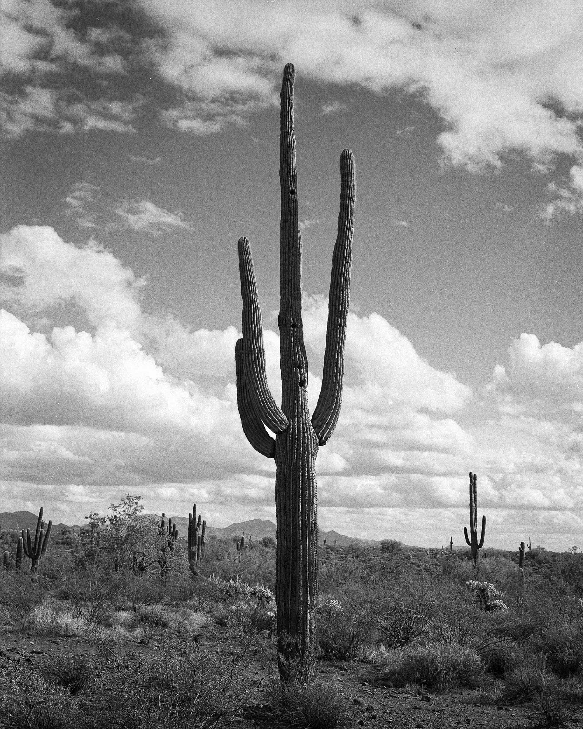 saguaro-1.jpg