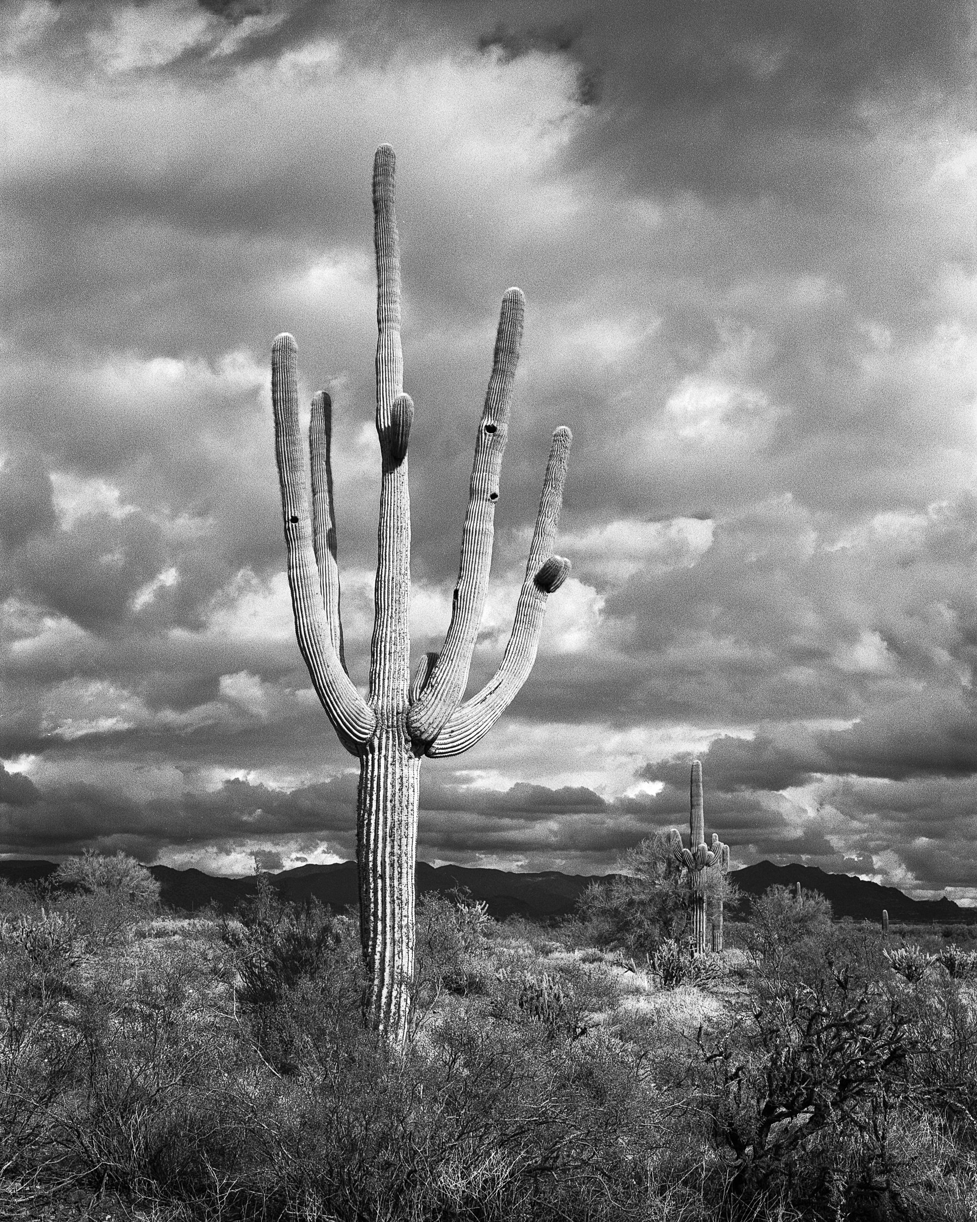 saguaro-2.jpg