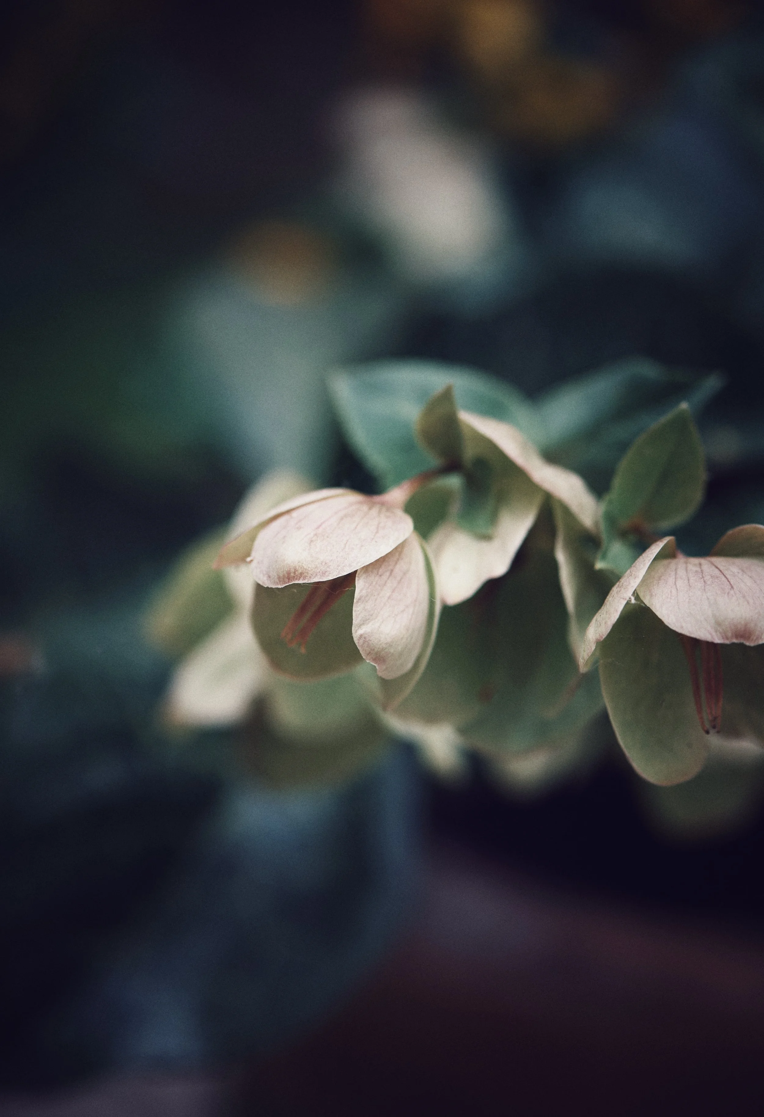Helebores in muted tones, photographer by Polly Webster