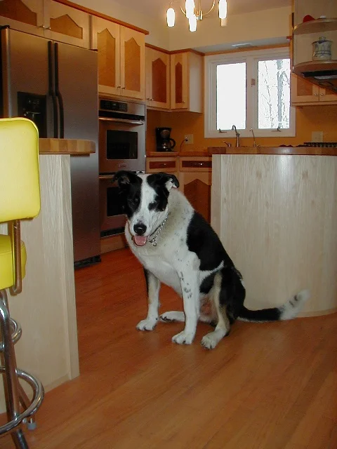 You really want a Sandwich.JPG