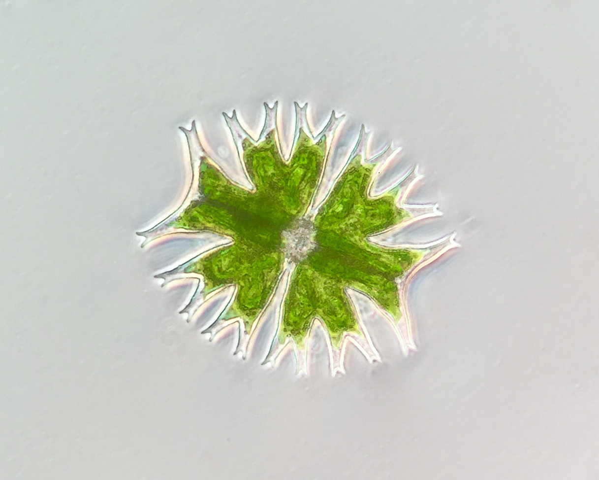 Micrasterias. A unicellular green alga.