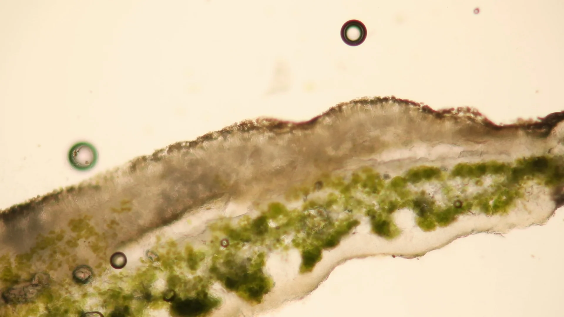 A cross section of a lichen viewed through a microscope and magnified several hundred times.