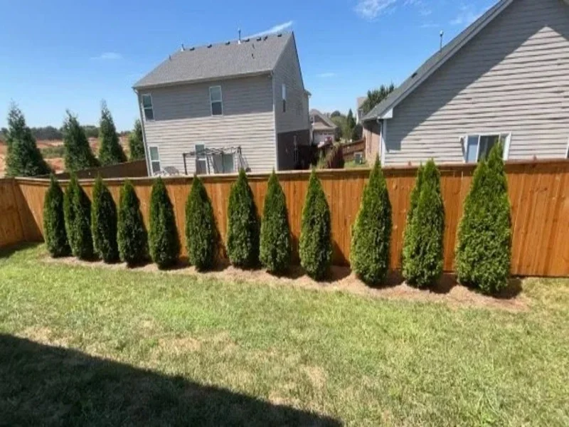 K&C Fence table top wood privacy fence behind evergreen shrubs in a Nashville, Tennessee backyard.