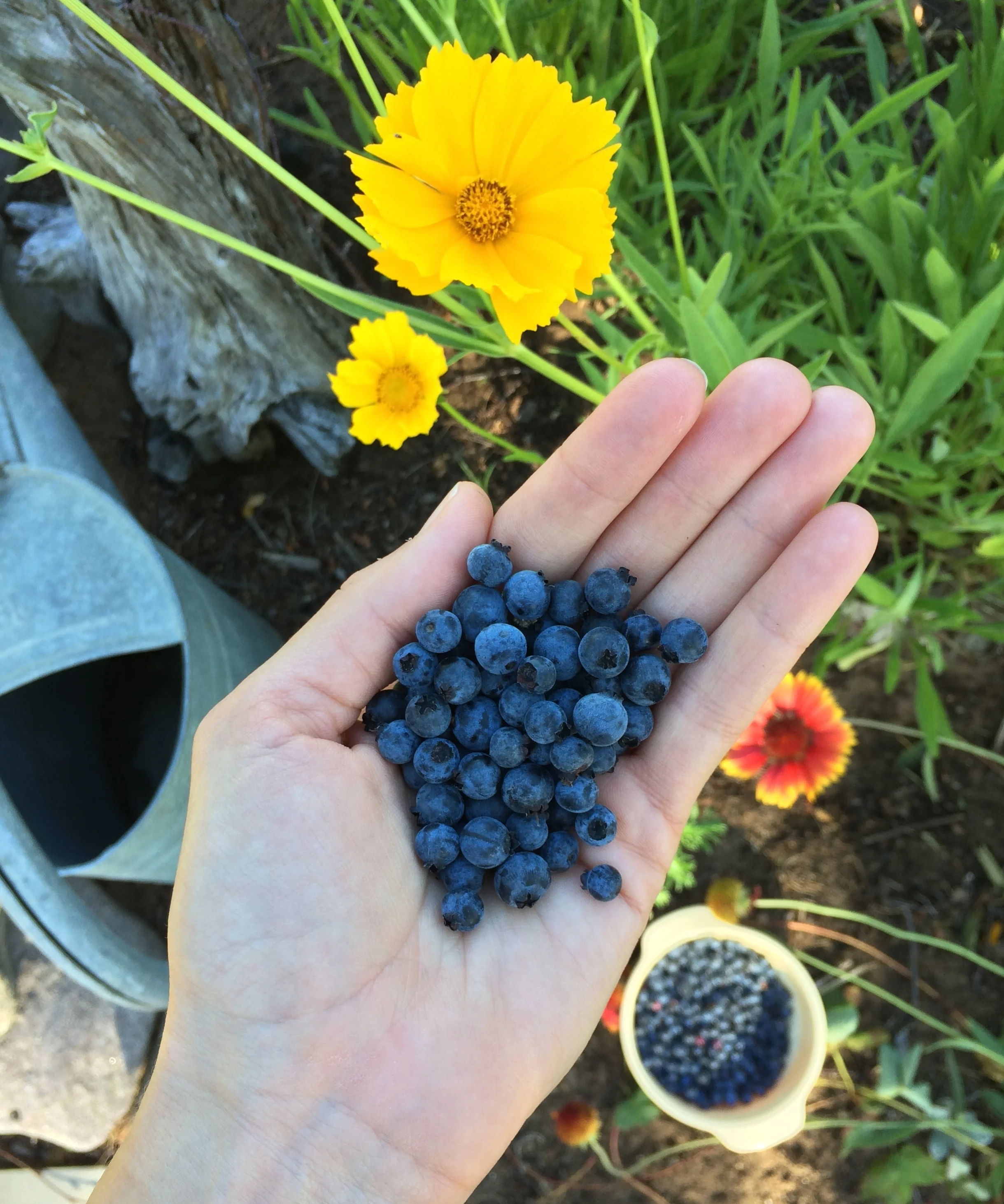 Wild blueberries from Paradise, Michigan