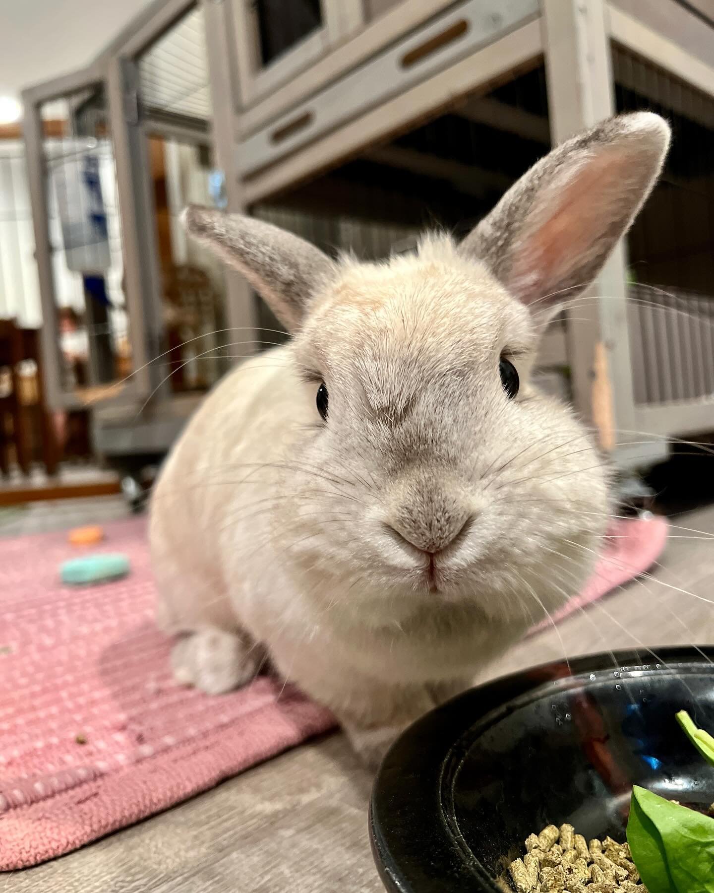 Hopper went to bunny heaven yesterday. 

Miles, Wesley, and all the other Montessori children have loved this sweet bunny for many years. She made every day so special for them. Hopper loved to be held, she loved when they brought her bananas and kal