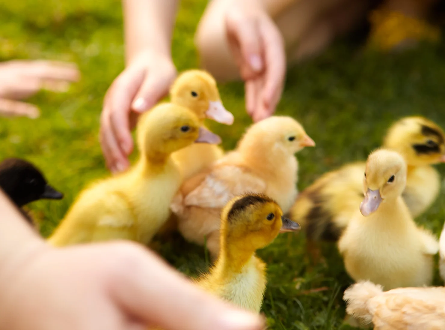 111028_Editorial_Animals_19.jpg