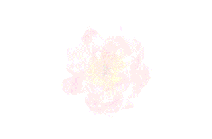 IMAGINE BEAUTY…