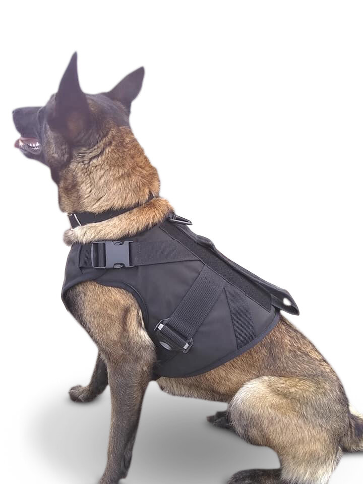 Boston K-9 puppy in bulletproof vest melts hearts