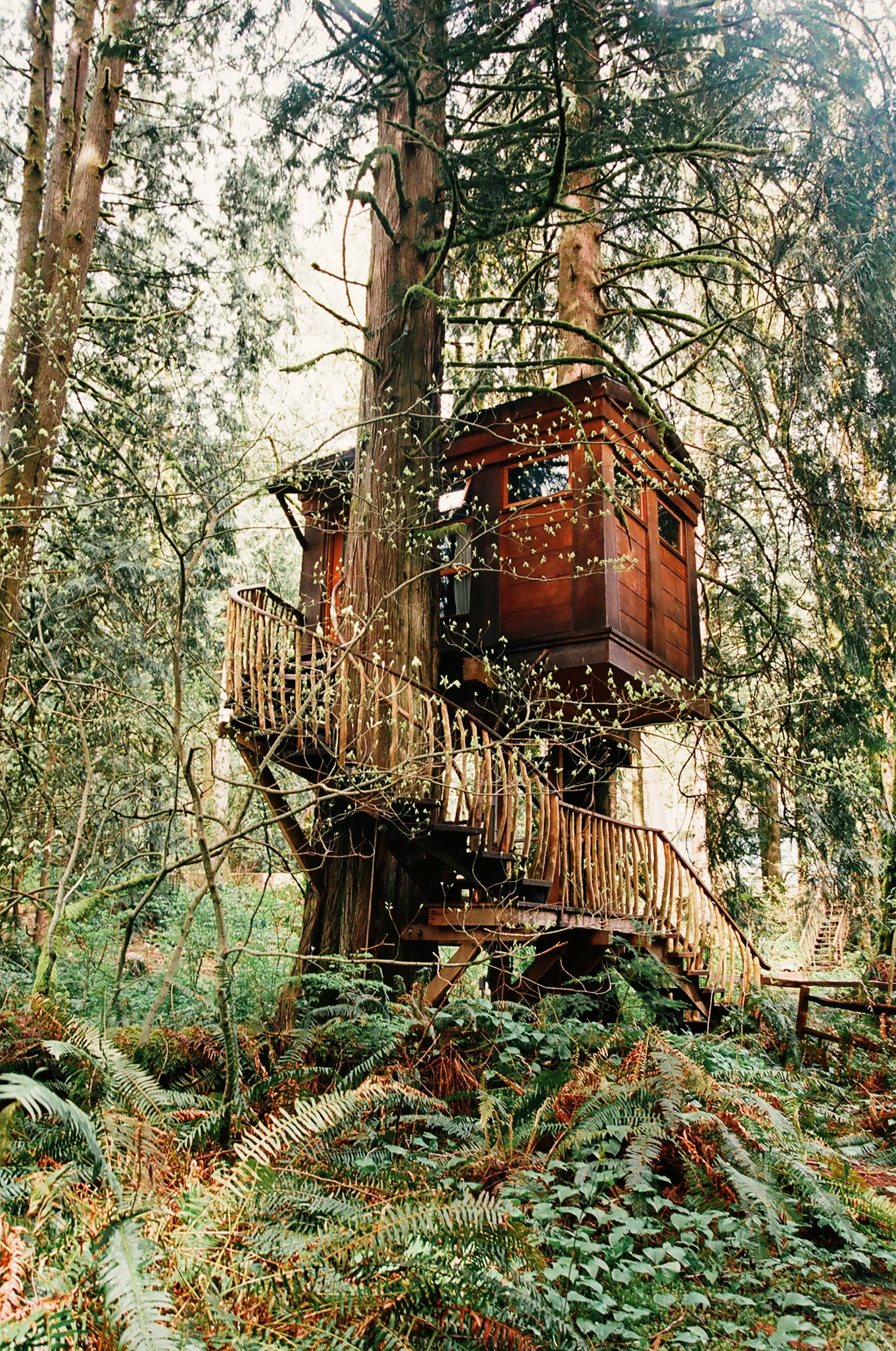 Pine Reflection Print