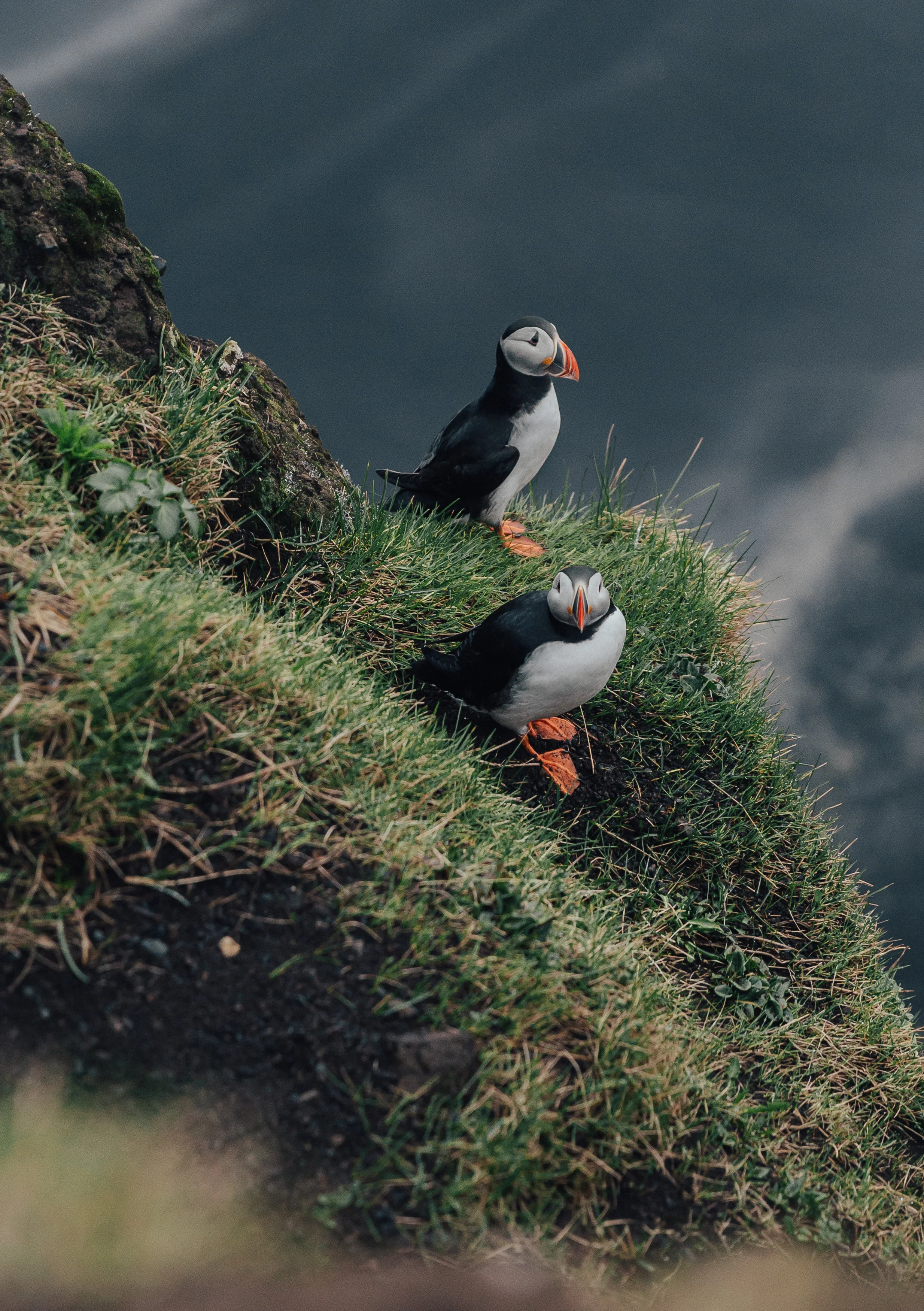 Icelandic Puffins