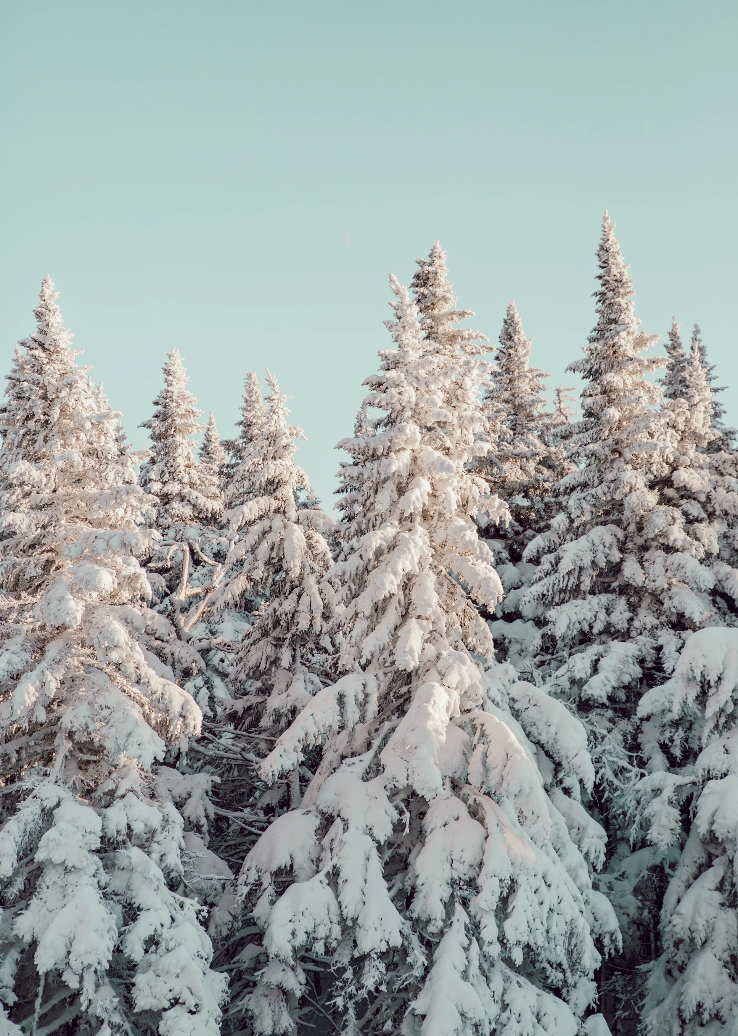 Snowy Trees