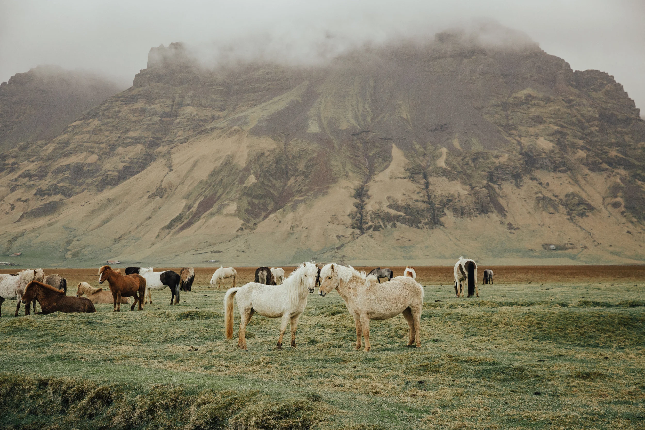 Icelandic Horses