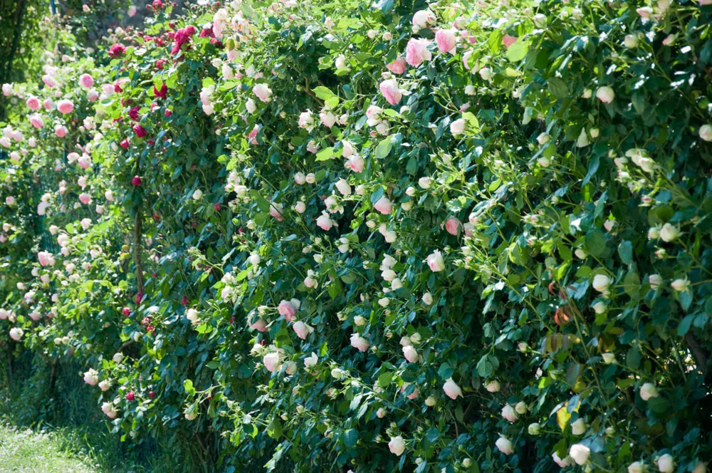 Rose-shrubs-living-fence-Medieval-castle-Este-Veneto-Italy-www.rossiwrites.com_.png