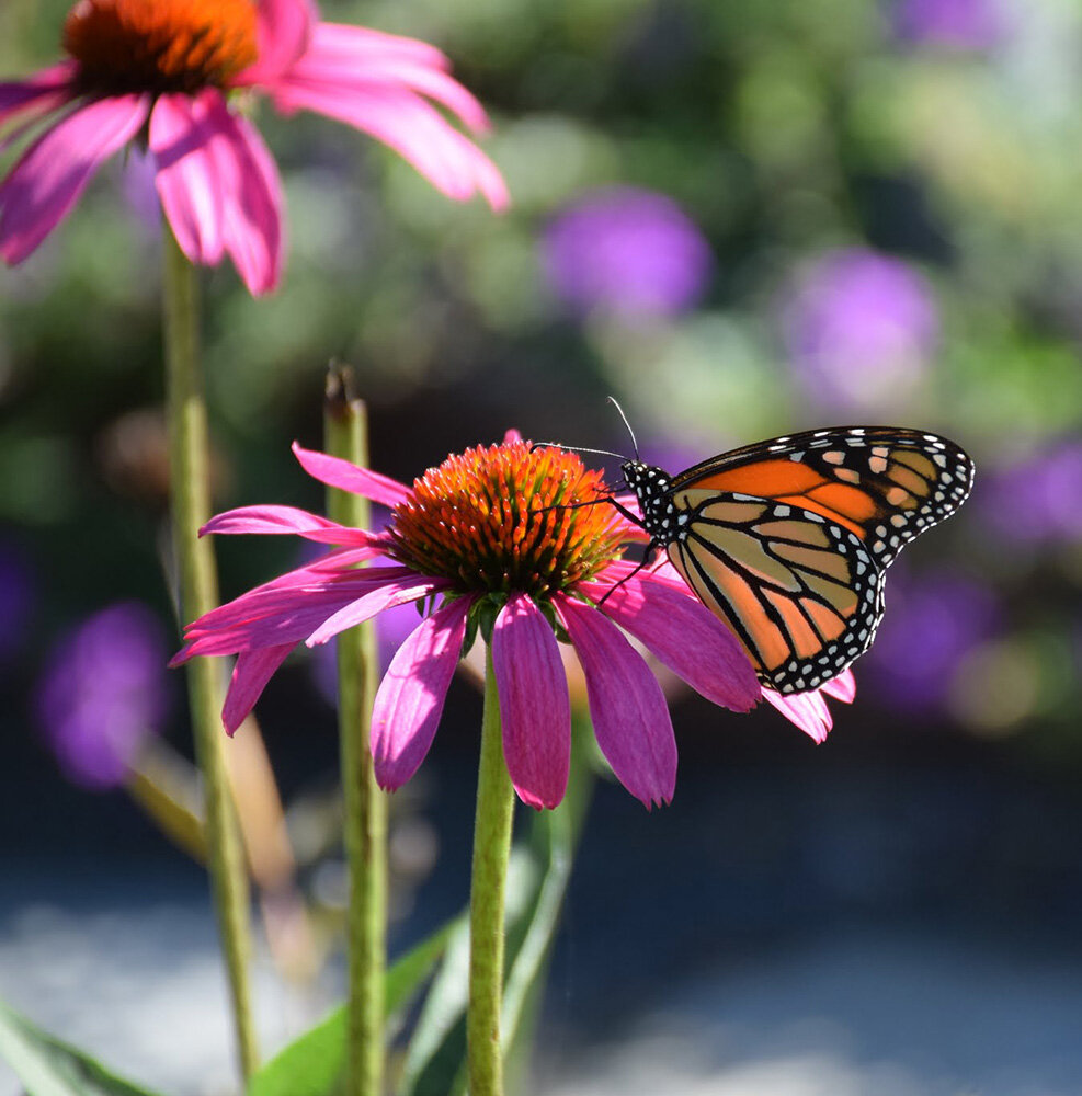 butterfly_echinacea.jpg