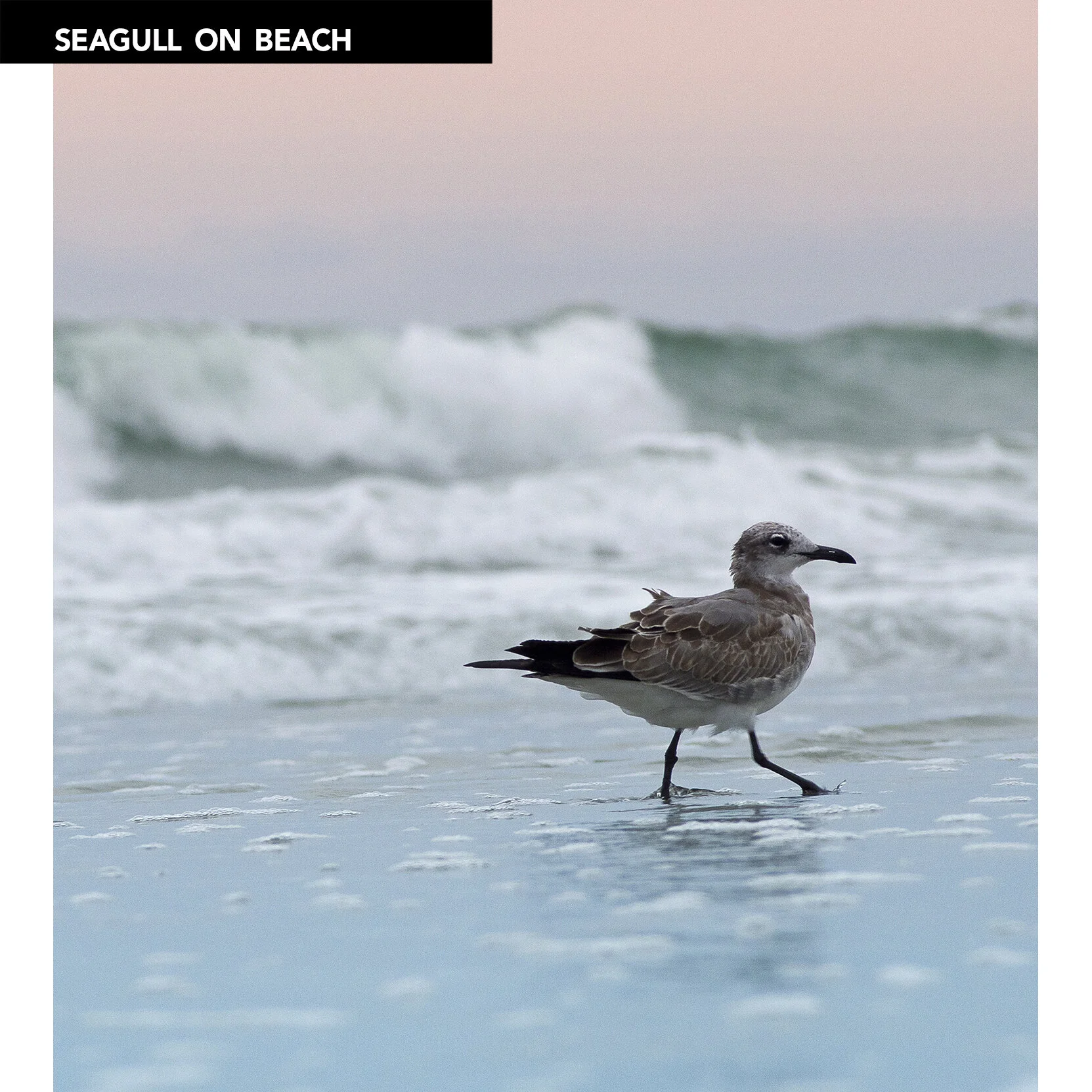Seagull_grocery.jpg