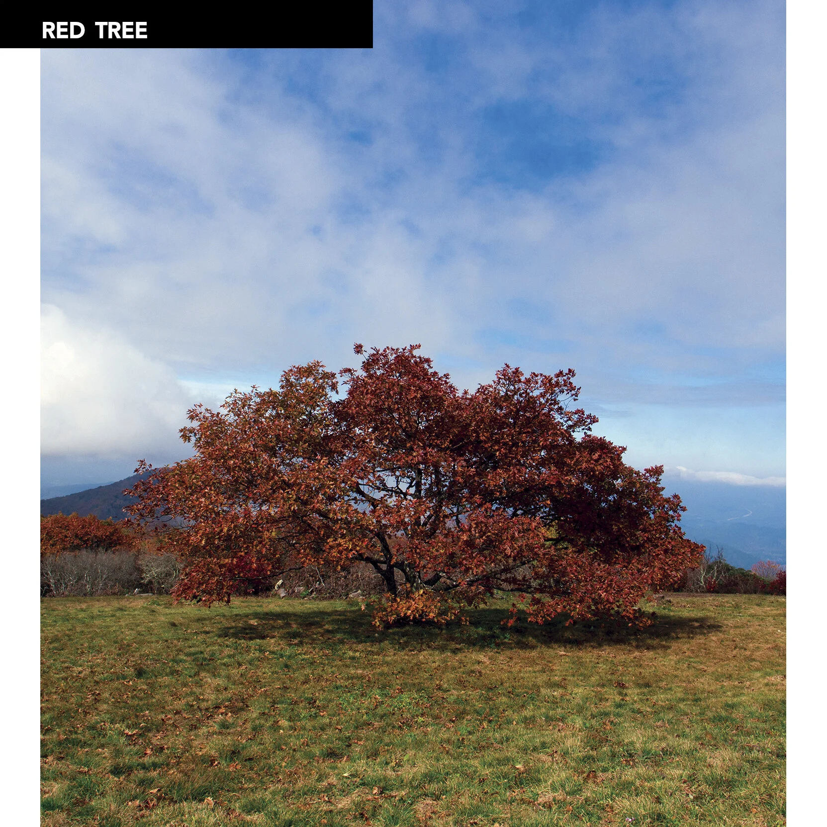 RedTree_grocery.jpg