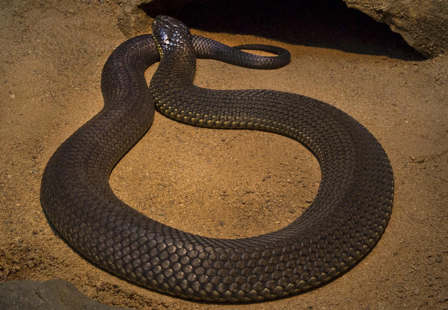 Brown Snake Day and My Year as a Feminist