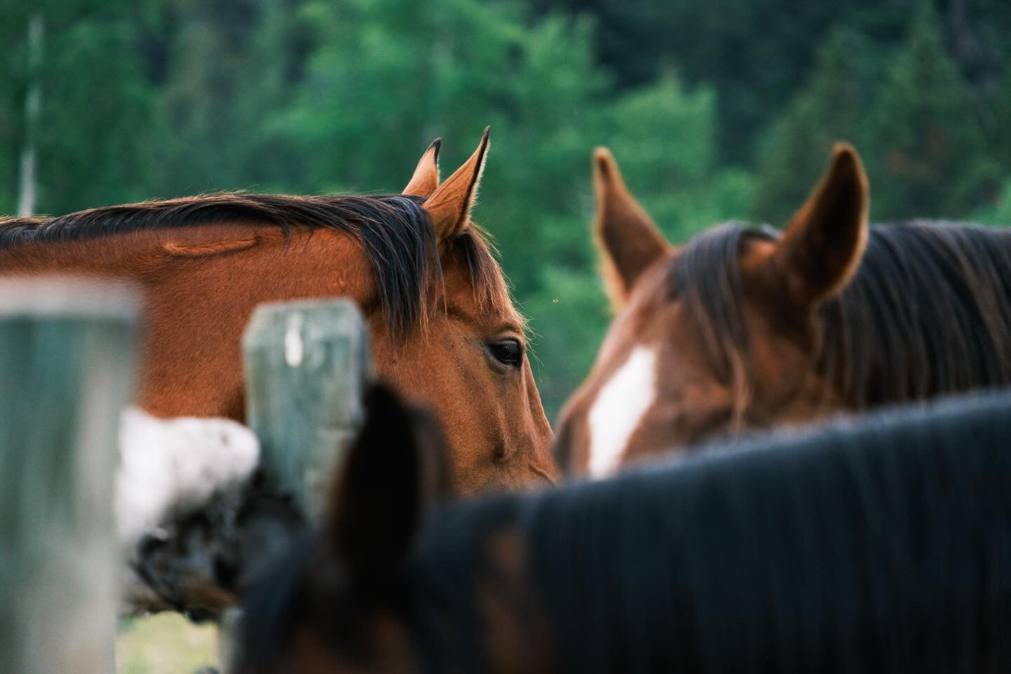🐴✨

Last year a magical trip brought healing through horses back into my life. Excited for this Fire Horse year and the energy it&rsquo;s bringing ✨ Happy Lunar New Year ✨

📍@nemiahvalleylodge