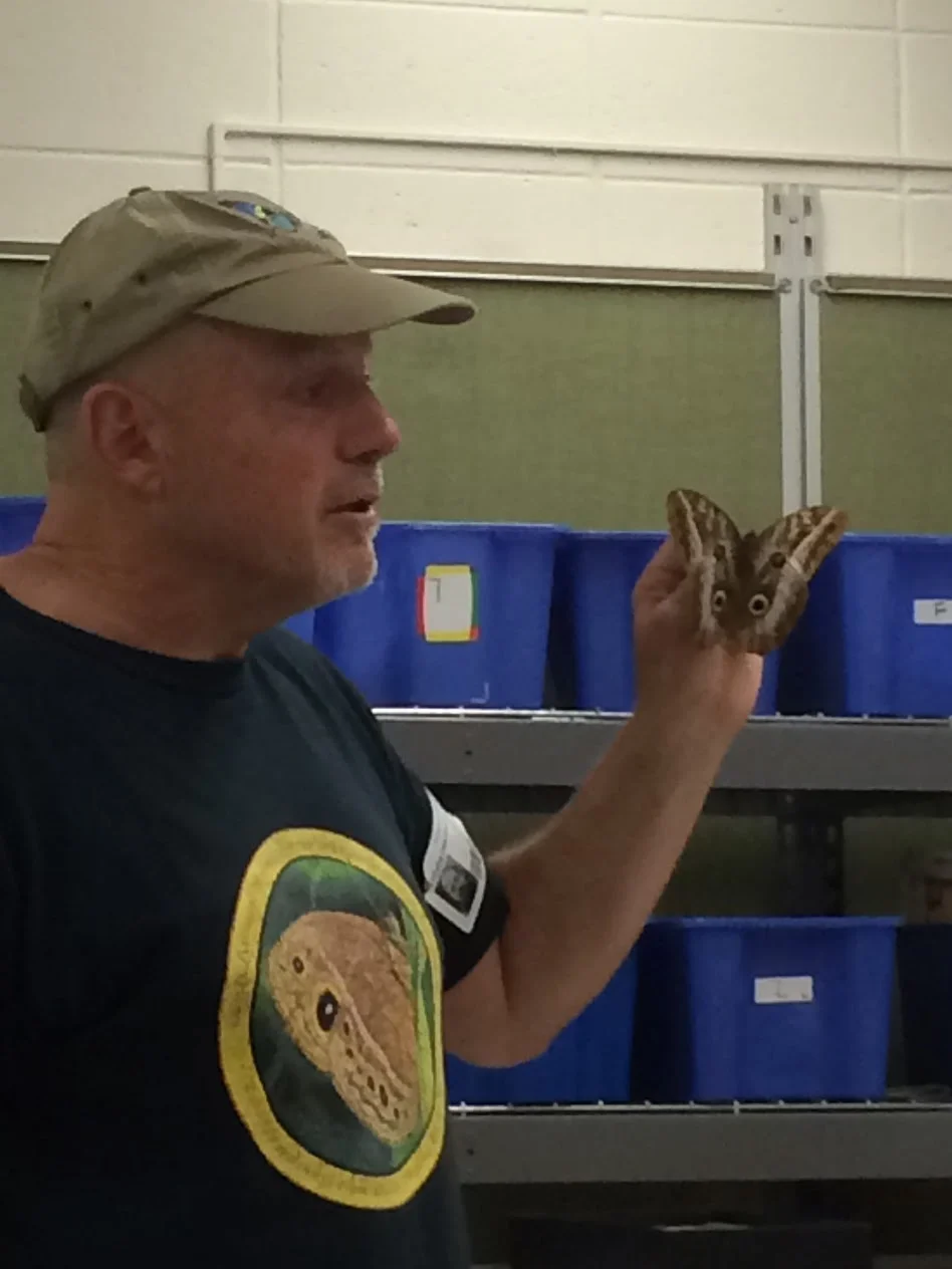 2015_butterflies1.jpg