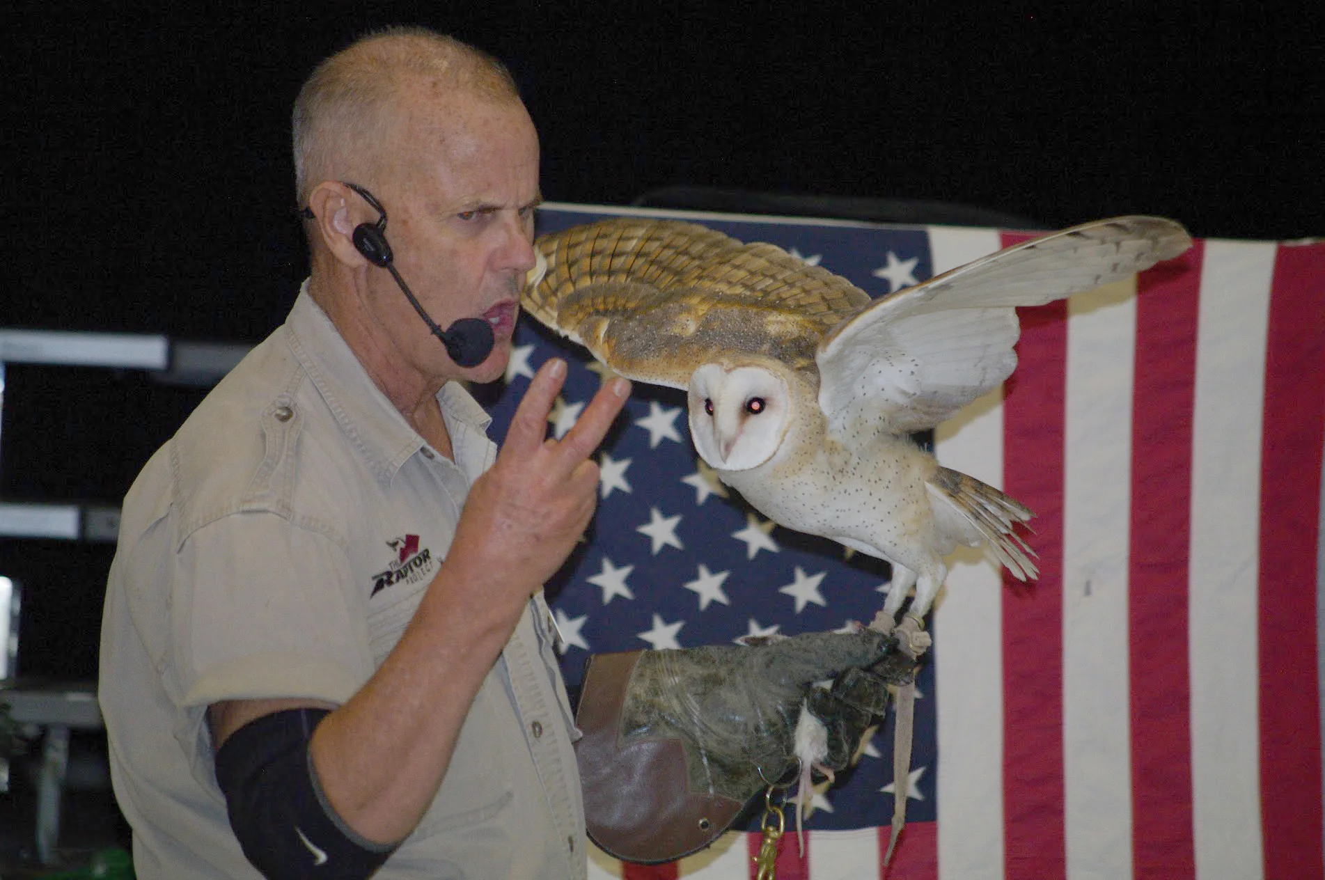 birds_of_prey3.jpg