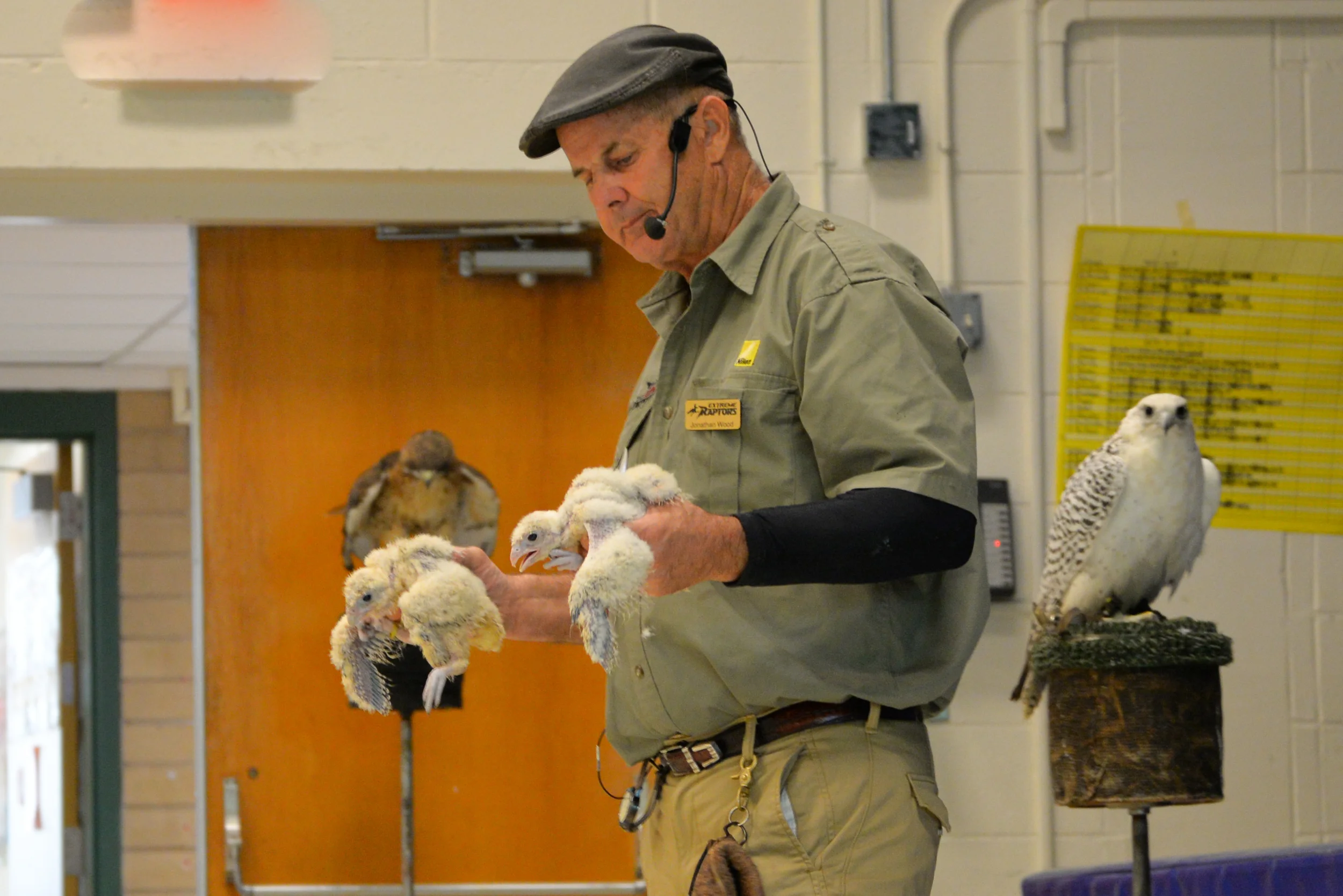 Birds of Prey-4.jpg