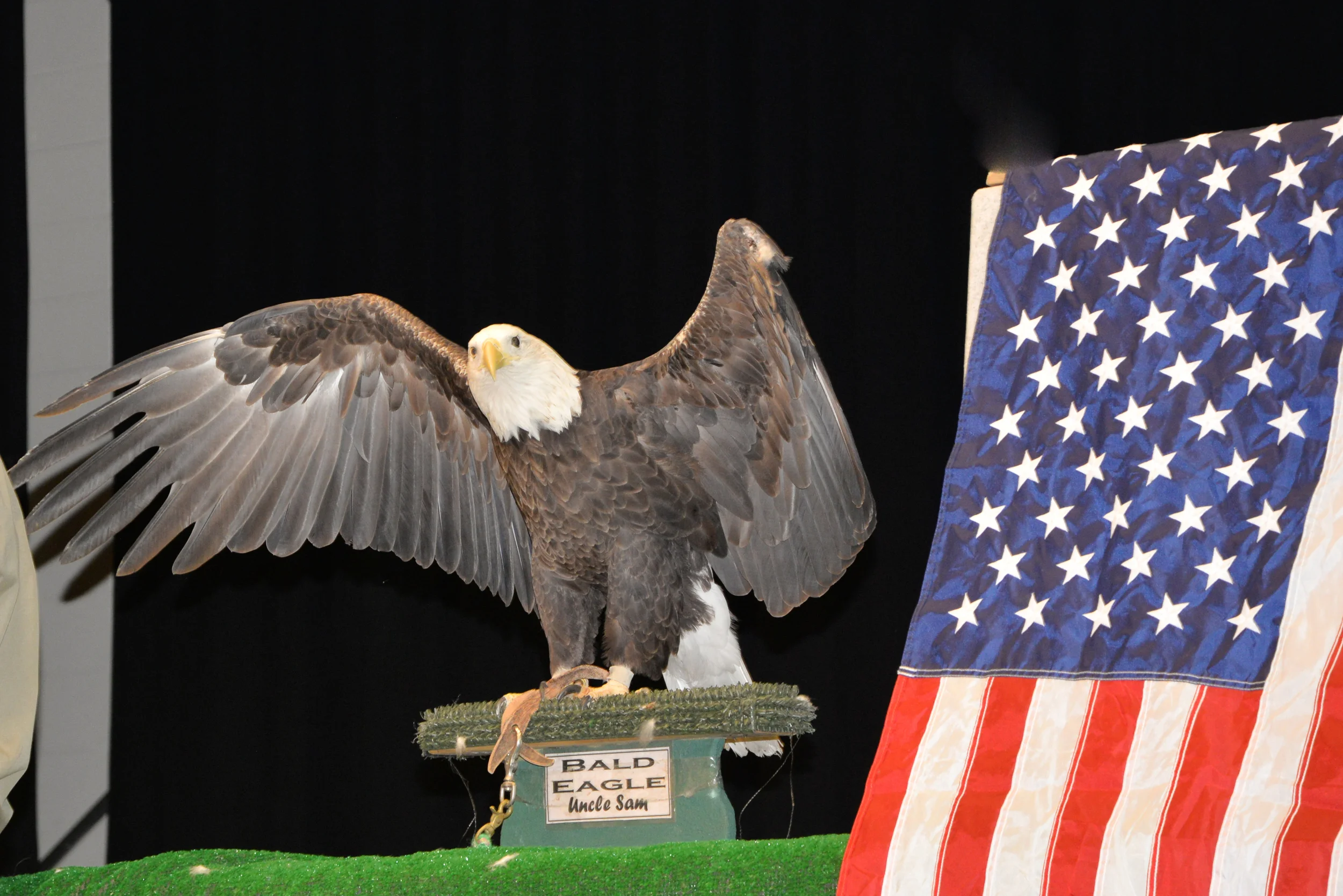 Birds of Prey-9.jpg