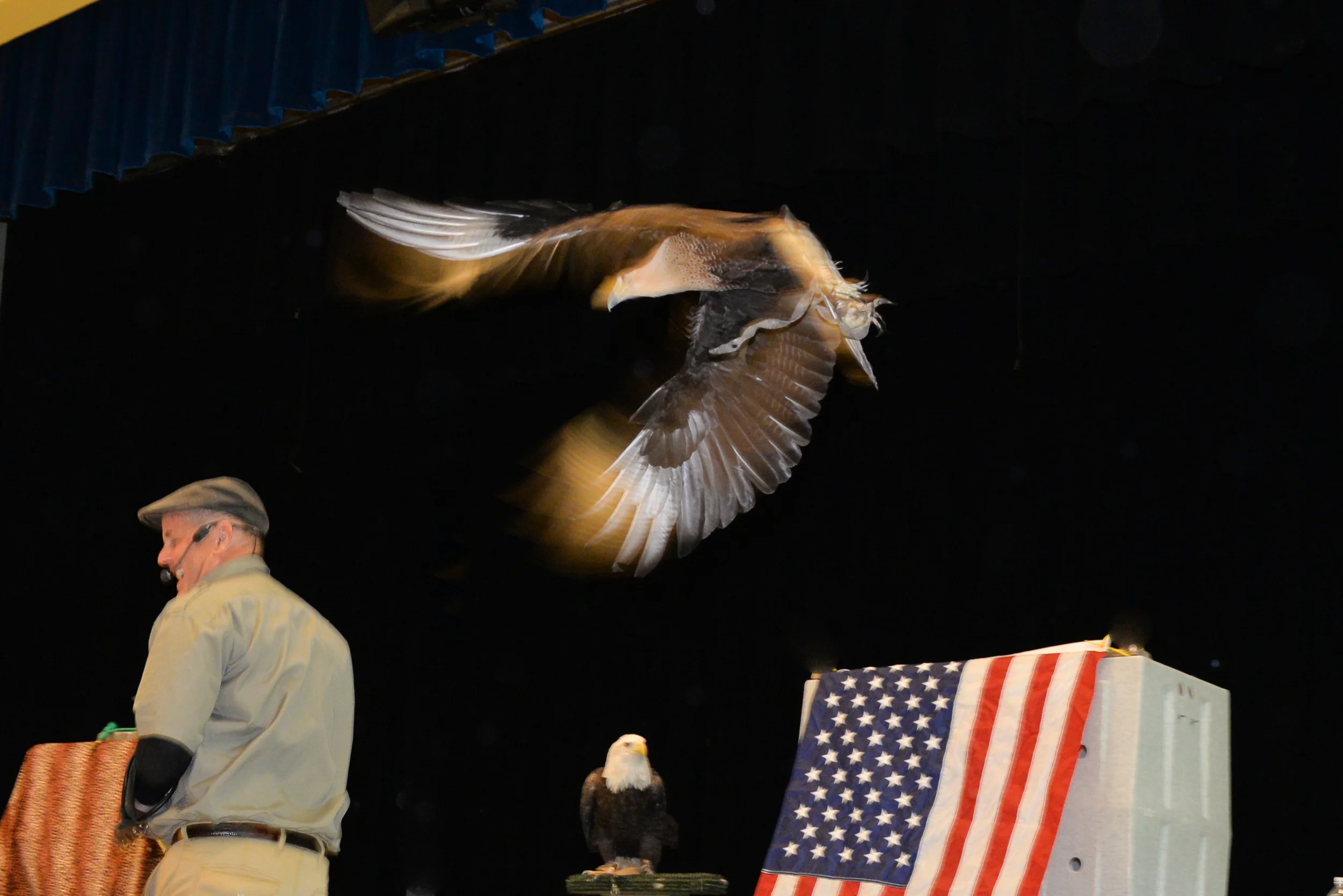 Birds of Prey-13.jpg