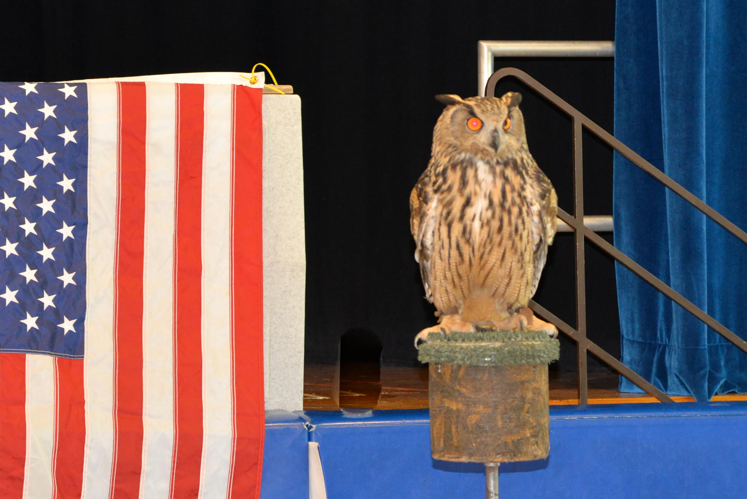 Birds of Prey-32.jpg