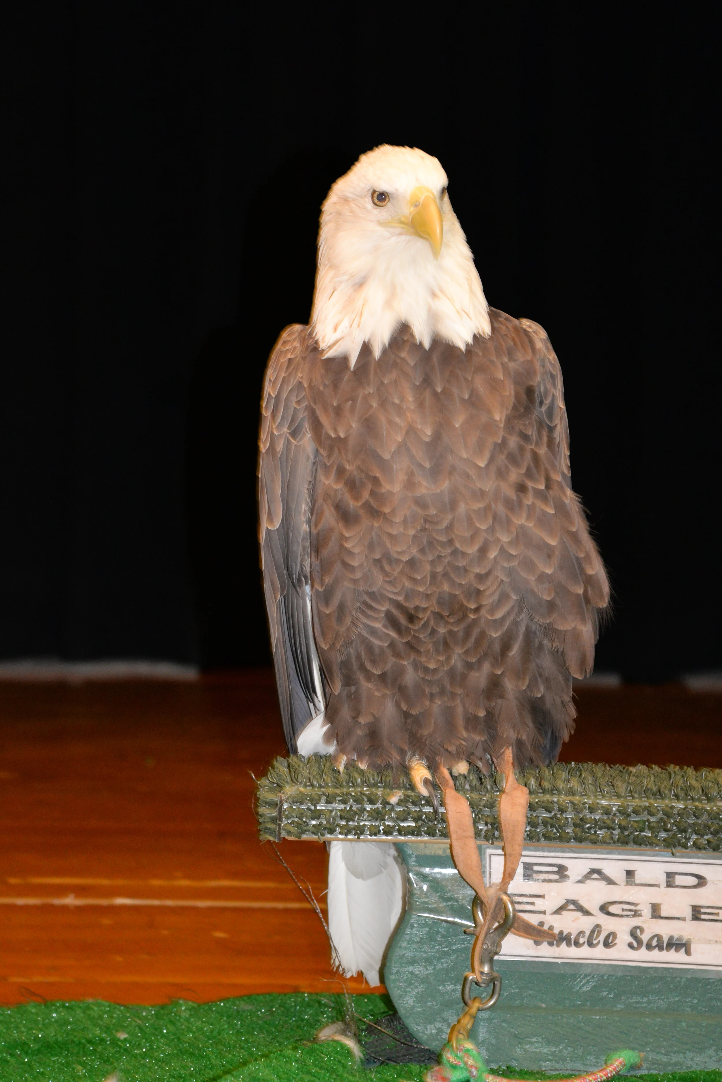 Birds of Prey-35.jpg